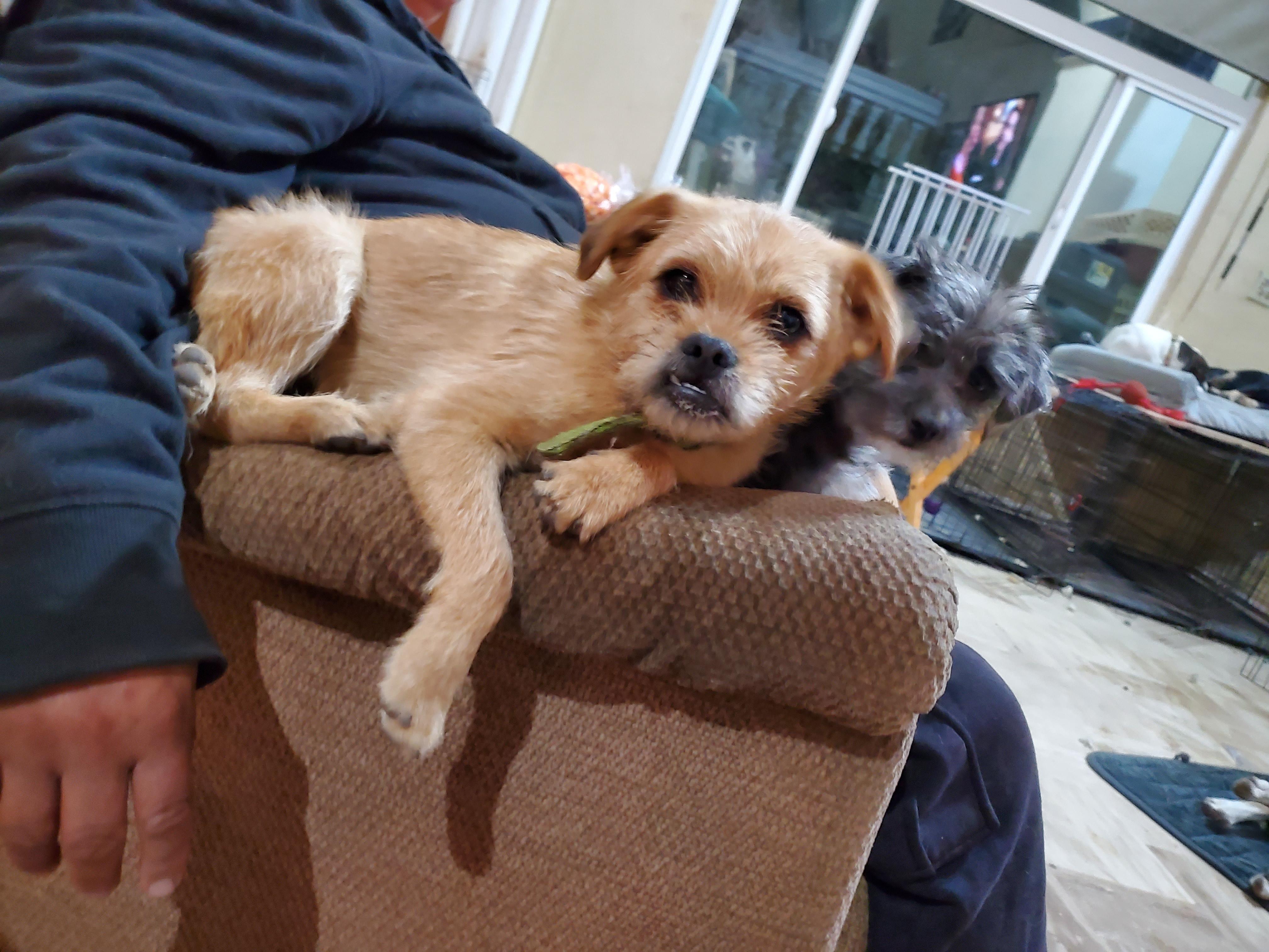 Enlarge Jimmy, a ADOPTABLE mixed breed in Encinitas, CA image 5/6