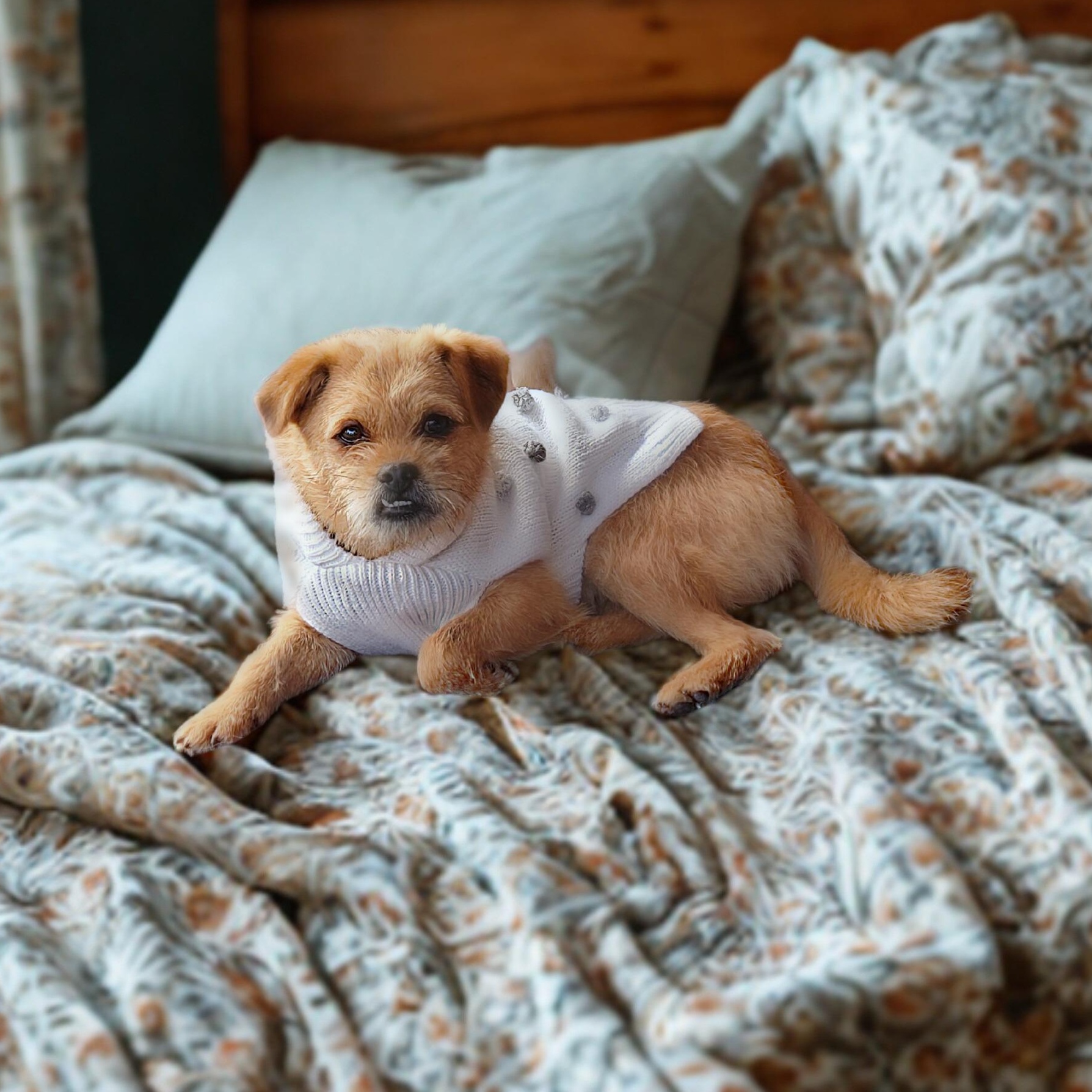 Enlarge Jimmy, a ADOPTABLE mixed breed in Encinitas, CA image 3/6