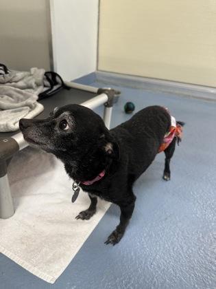 Enlarge Lulu, a ADOPTABLE Mixed Breed in Missoula, MT image 2/2