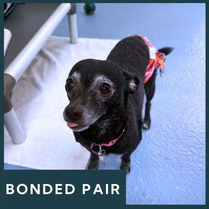 Lulu, ADOPTABLE, Adult Female Mixed Breed.