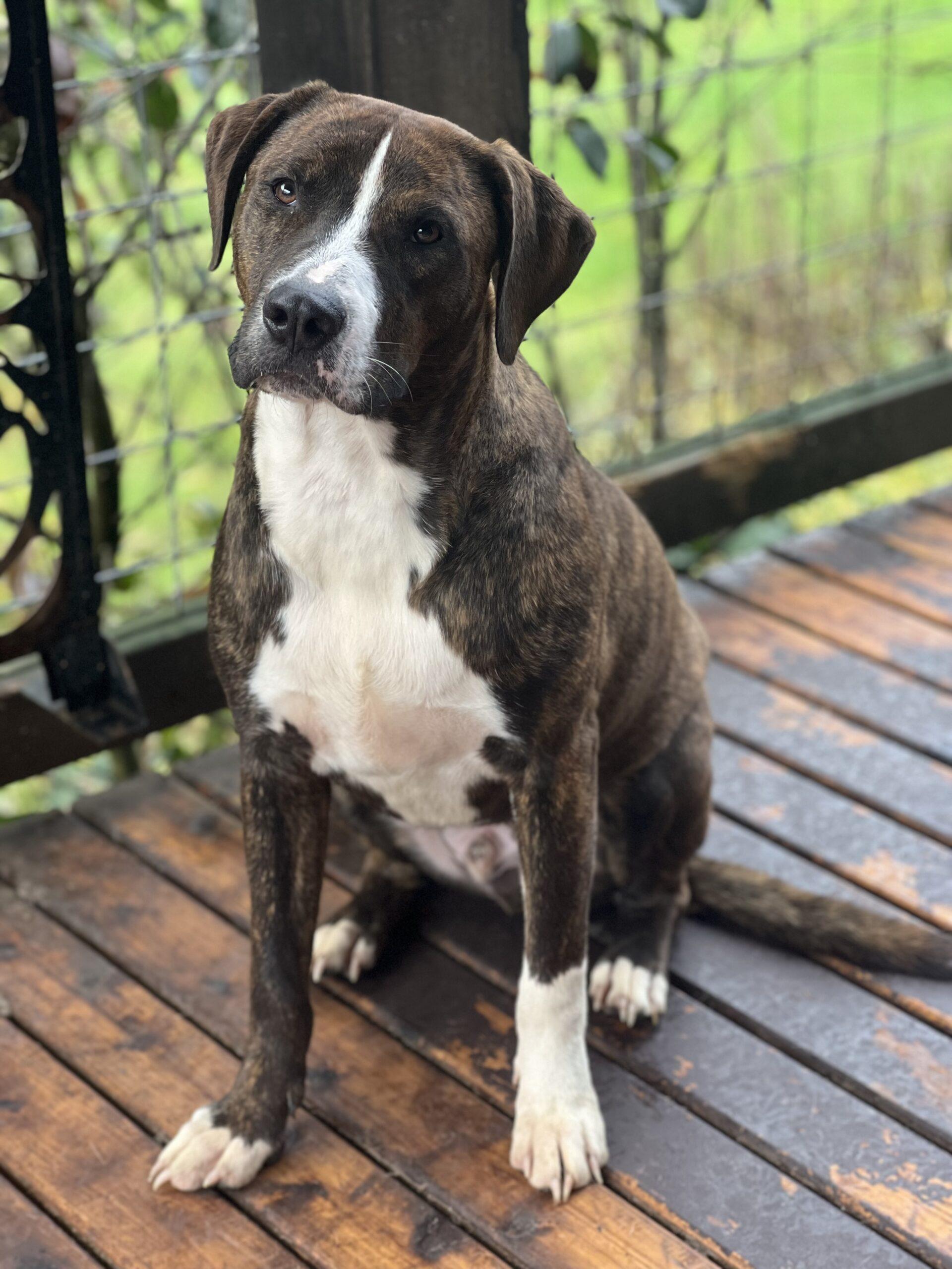 Emmett Richmond, Adoptable, Young Male Pit Bull Terrier & Hound.