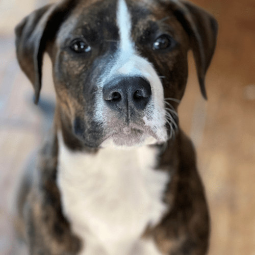 Enlarge Emmett Richmond, a Adoptable mixed breed in Redmond, WA image 3/5