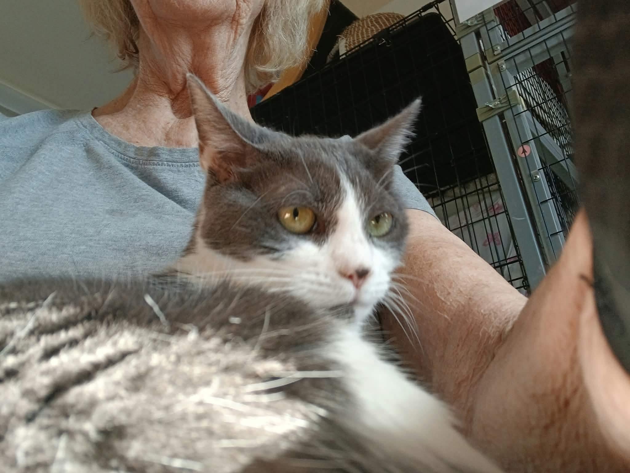 Enlarge Winky, a Adoptable Domestic Short Hair in Acushnet, MA image 6/6