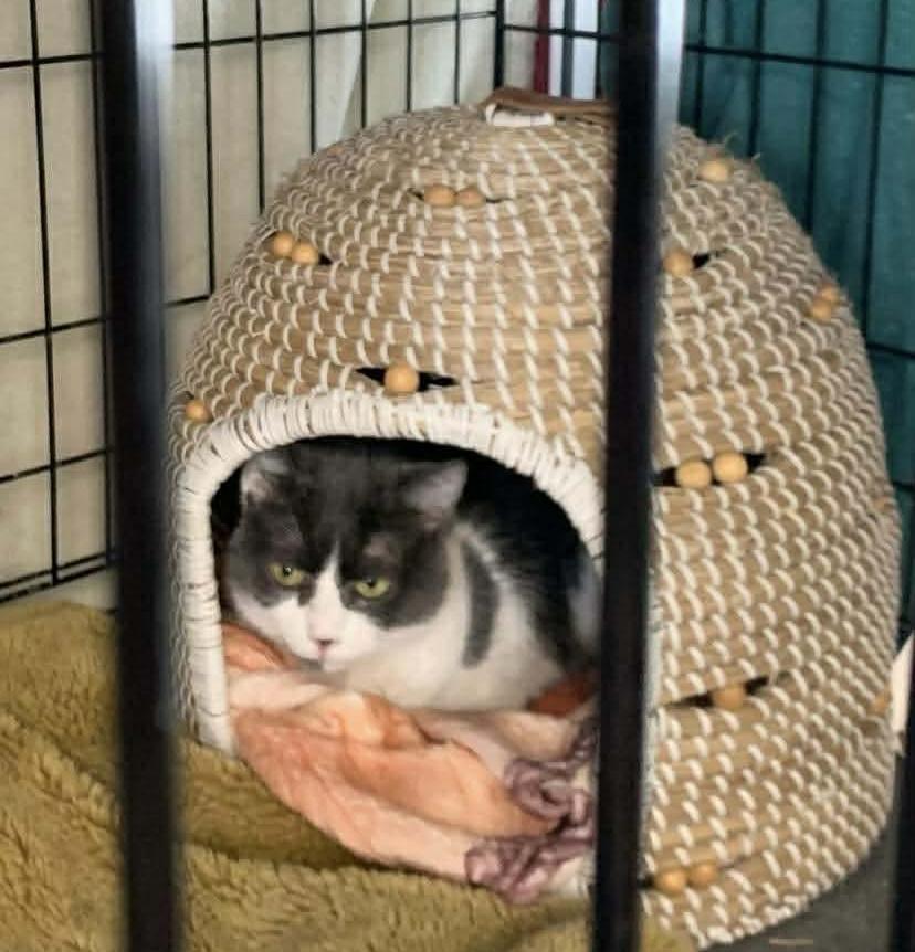 Winky, a Adoptable Domestic Short Hair in Acushnet, MA image 3/4