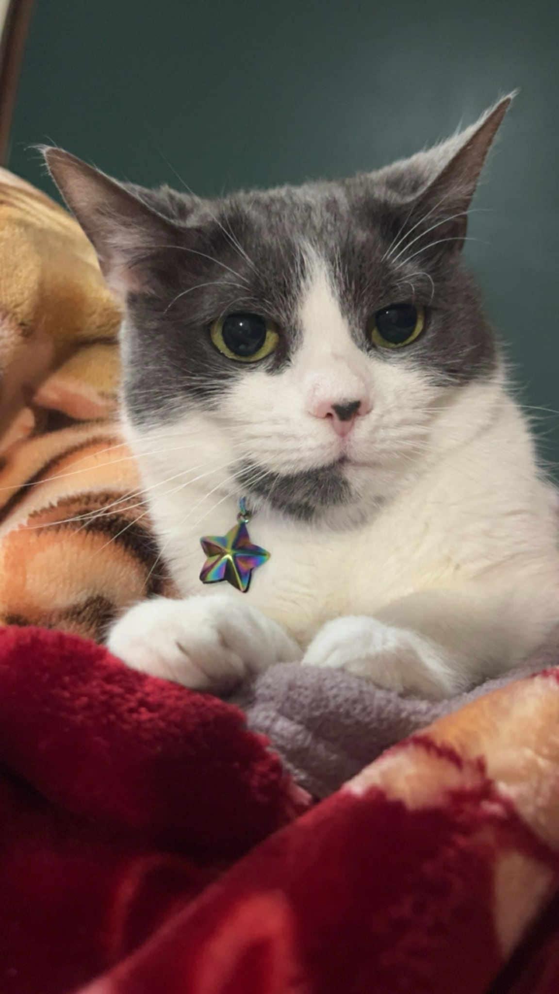 Winky, a Adoptable Domestic Short Hair in Acushnet, MA image 2/4