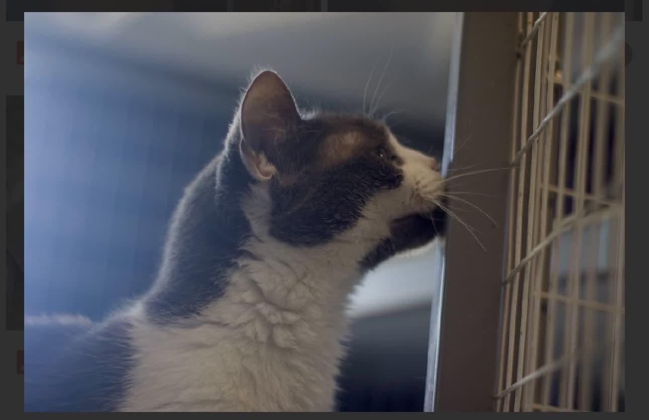 Enlarge Winky, a Adoptable Domestic Short Hair in Acushnet, MA image 5/5