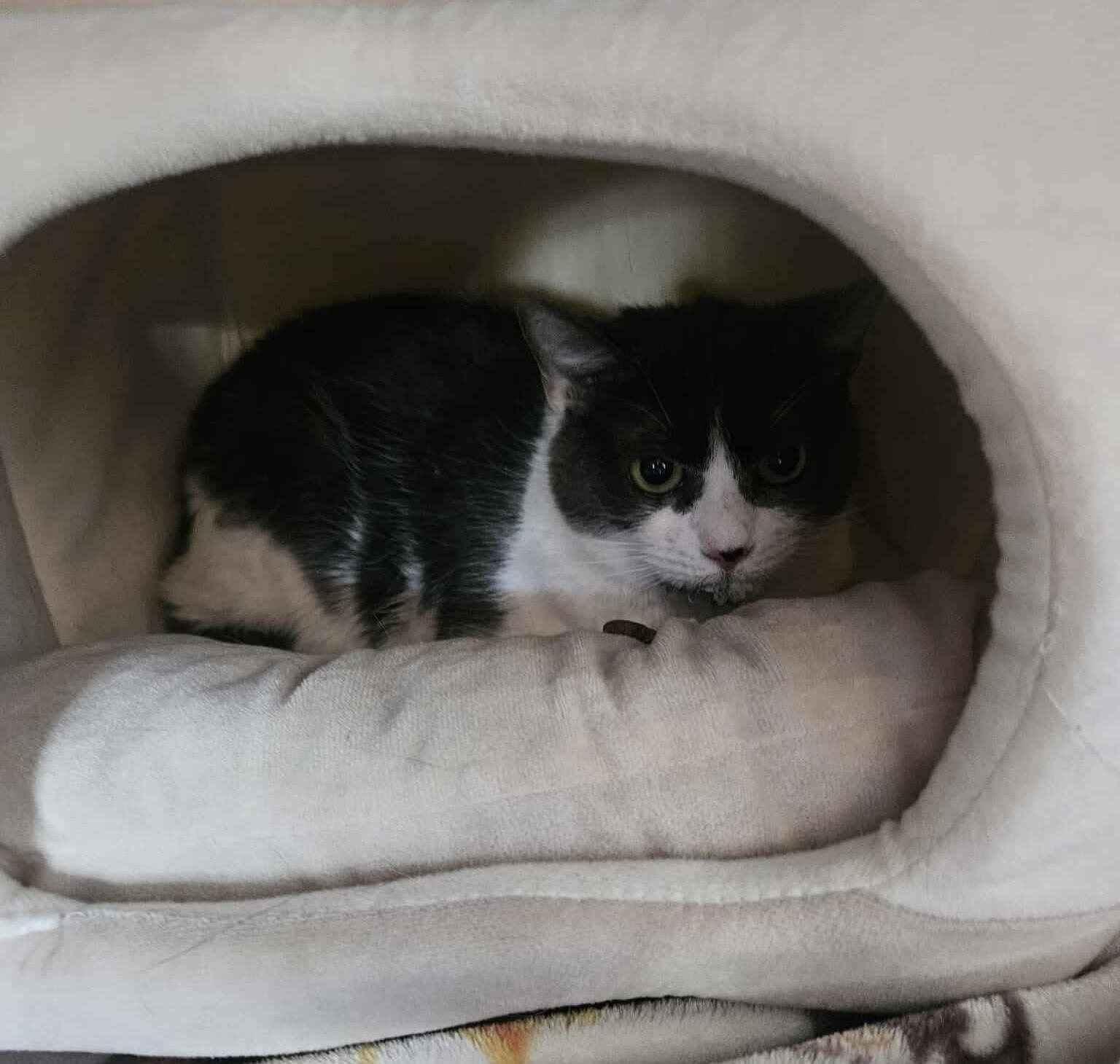 Winky, a Adoptable Domestic Short Hair in Acushnet, MA image 4/4
