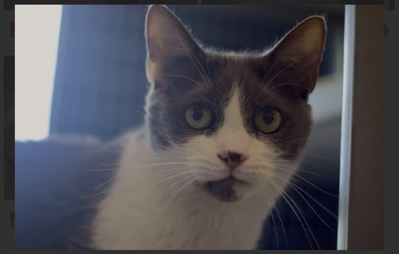 Winky, Adoptable, Adult Female Domestic Short Hair.