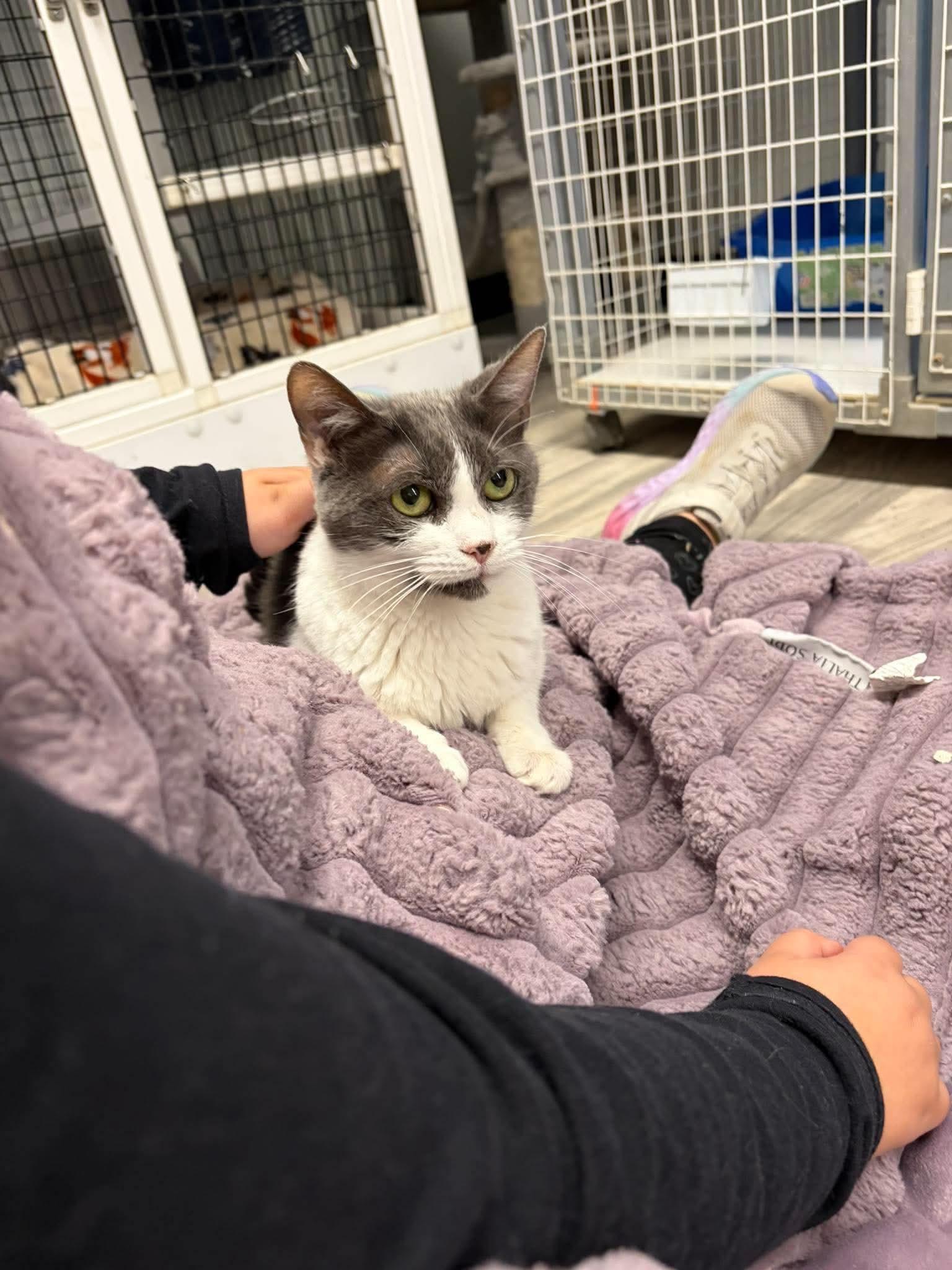 Enlarge Winky, a Adoptable Domestic Short Hair in Acushnet, MA image 5/6