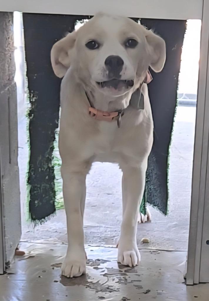 Marshmellow, Adoptable, Young Female Clumber Spaniel & Golden Retriever.