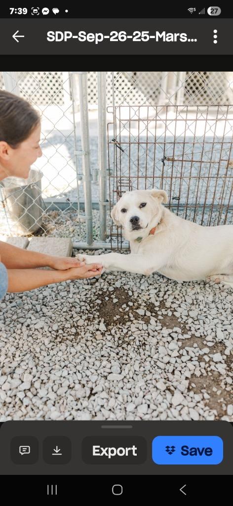 Marshmellow, Adoptable, Young Female Clumber Spaniel & Golden Retriever.