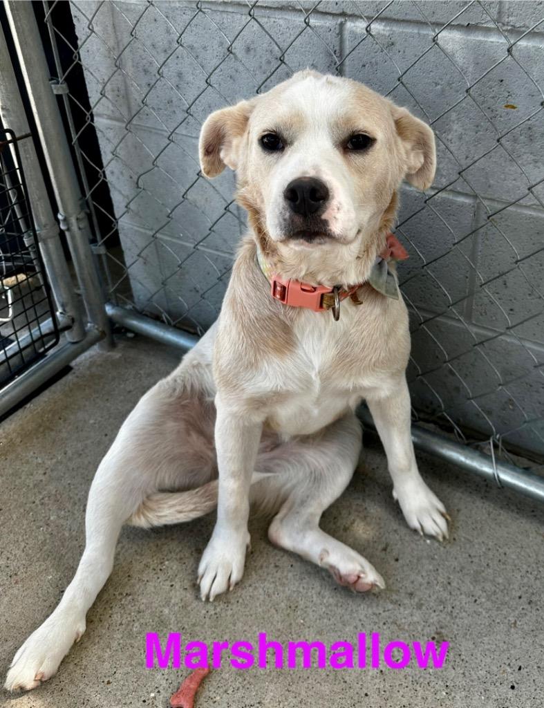 Marshmellow, a Adoptable mixed breed in Camden, TN image 2/4