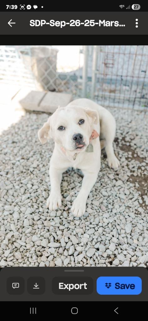 Marshmellow, a Adoptable mixed breed in Camden, TN image 3/4