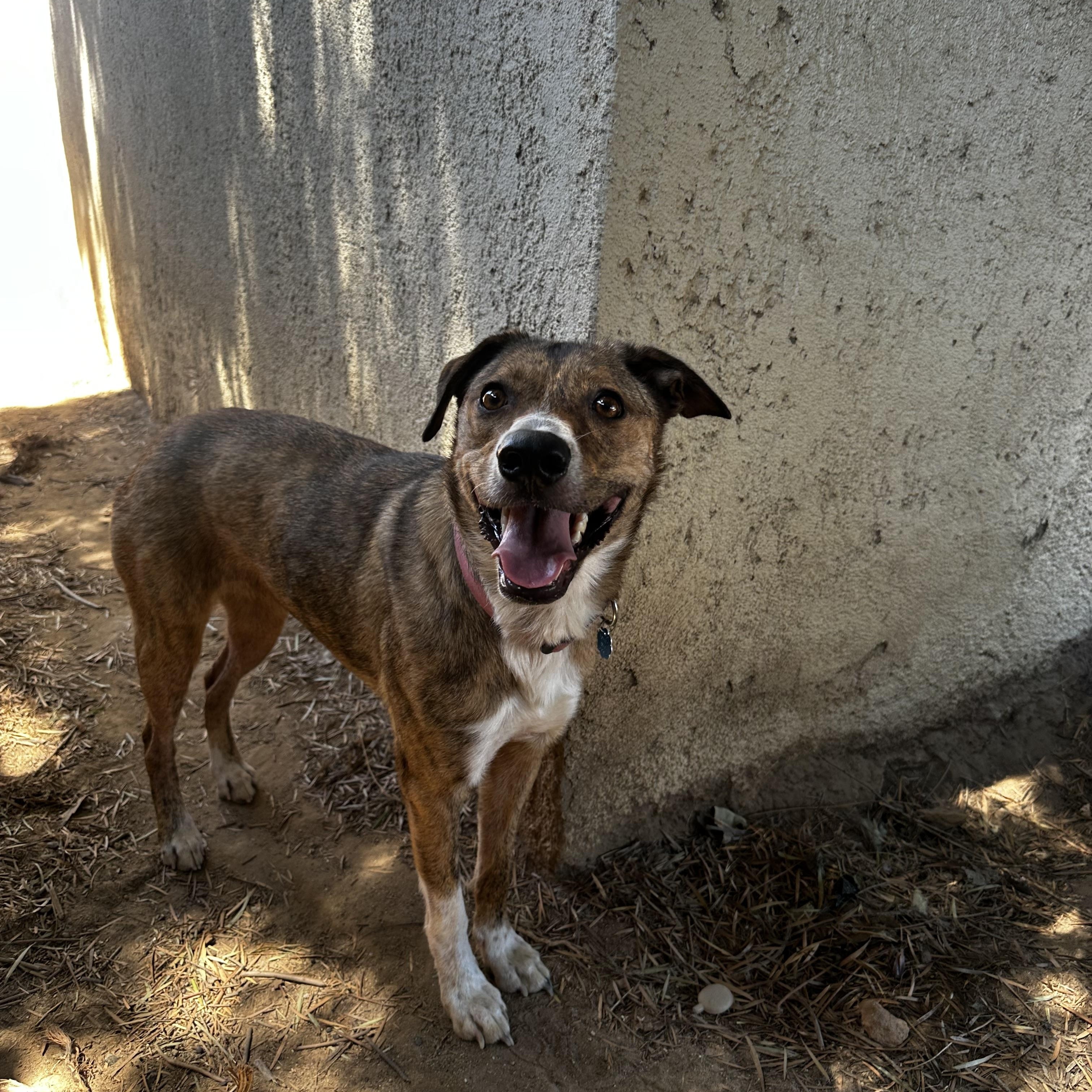 Enlarge Scarlet, a Adoptable mixed breed in Fresno, CA image 5/6