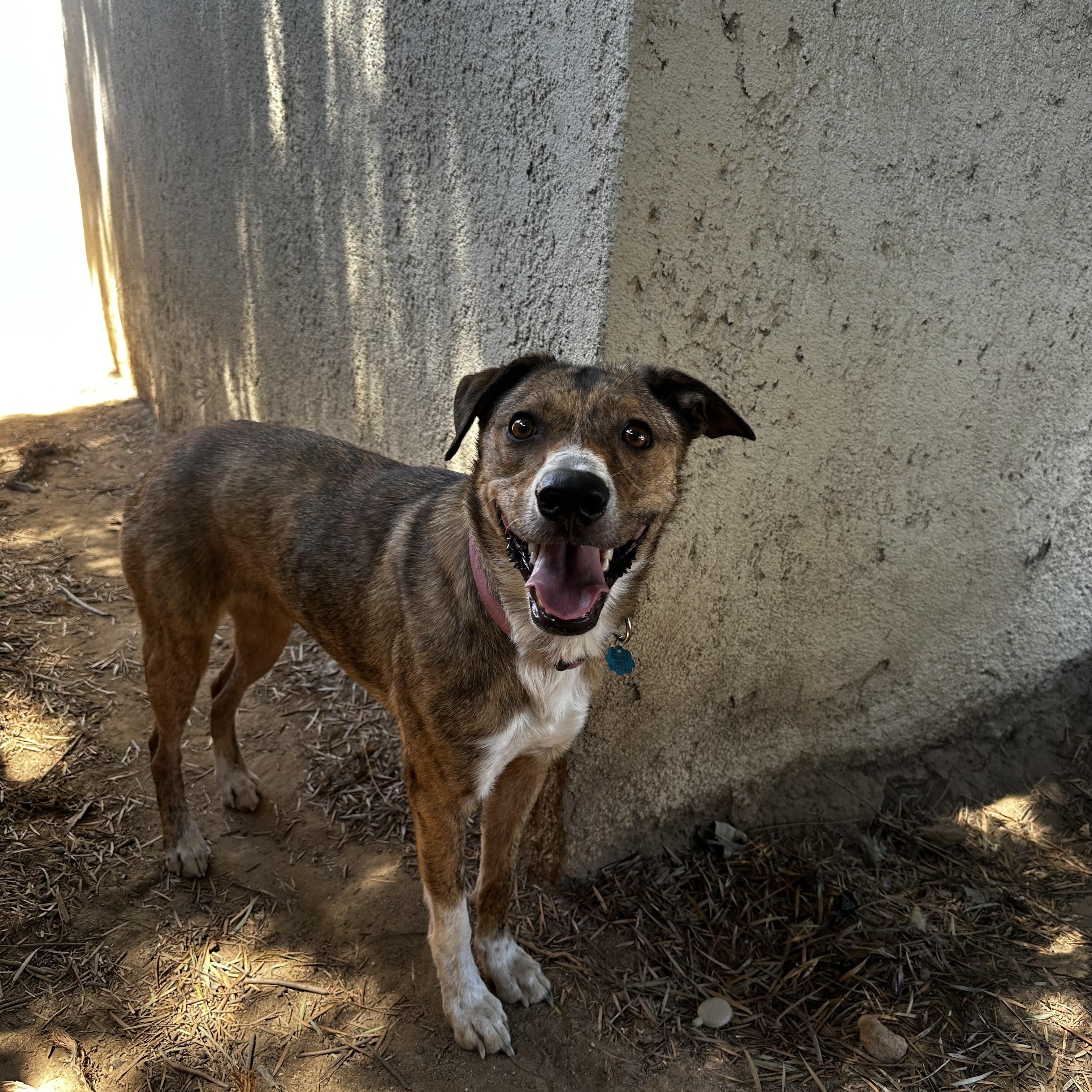 Enlarge Scarlet, a Adoptable mixed breed in Fresno, CA image 2/6