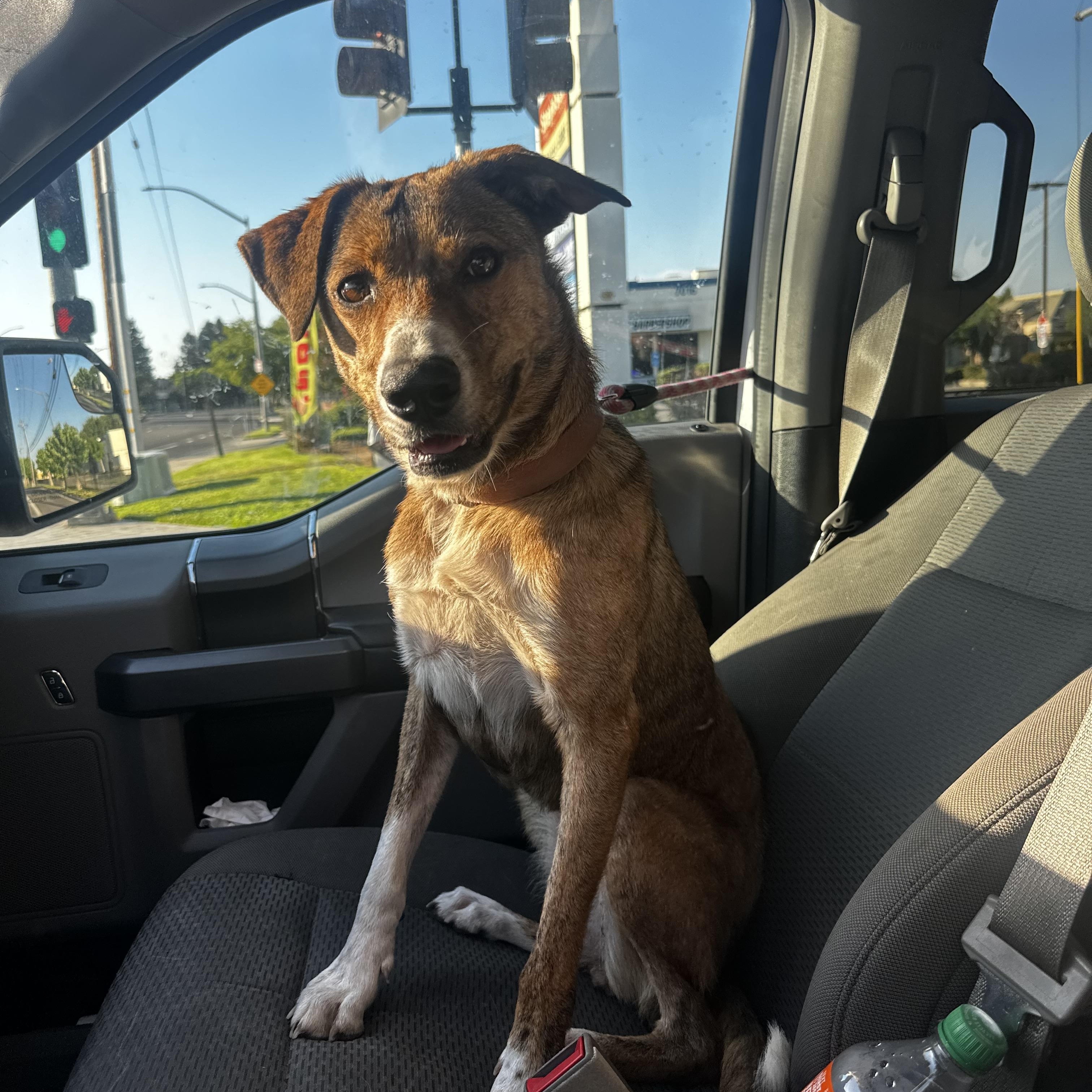 Enlarge Scarlet, a Adoptable mixed breed in Fresno, CA image 3/6