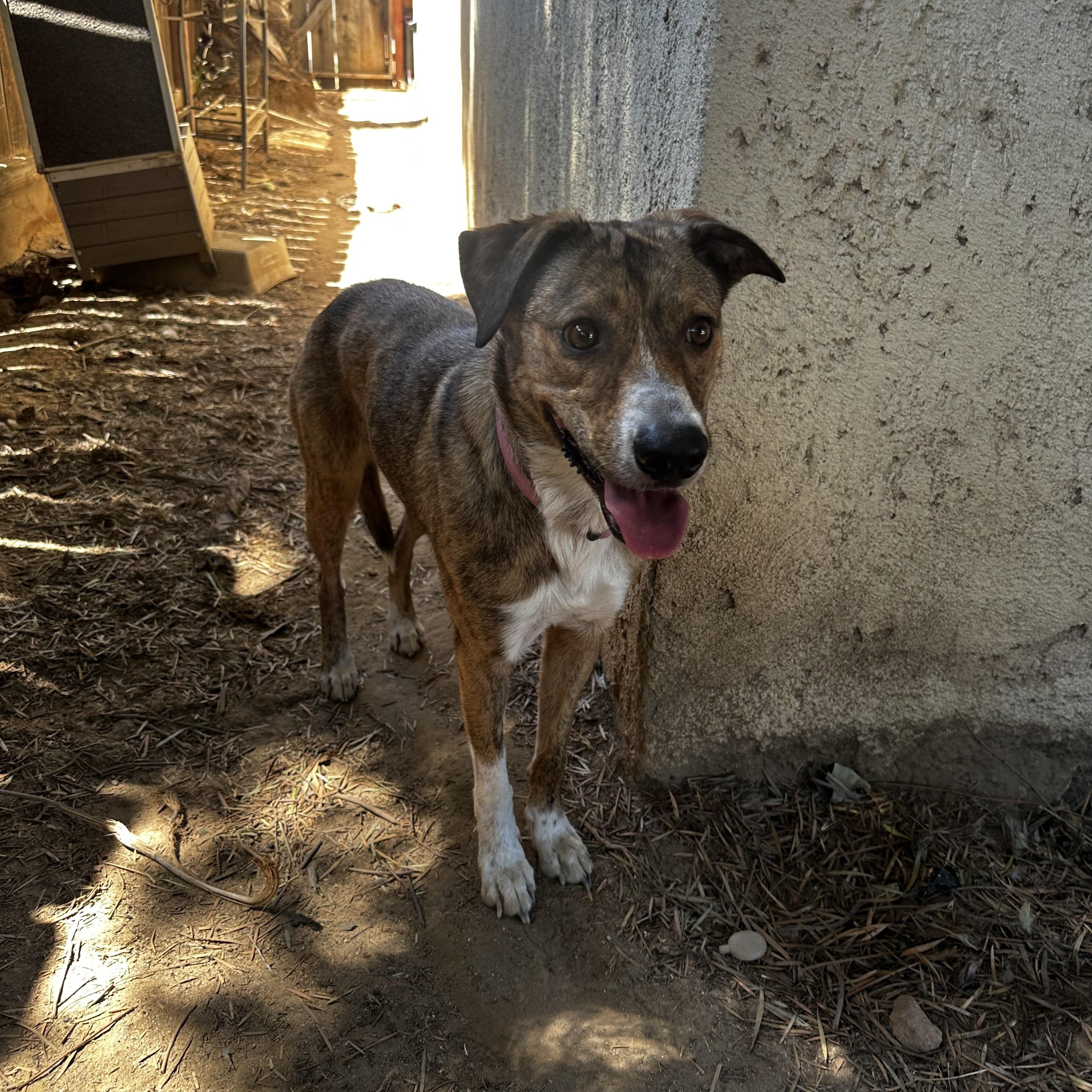 Enlarge Scarlet, a Adoptable mixed breed in Fresno, CA image 4/6
