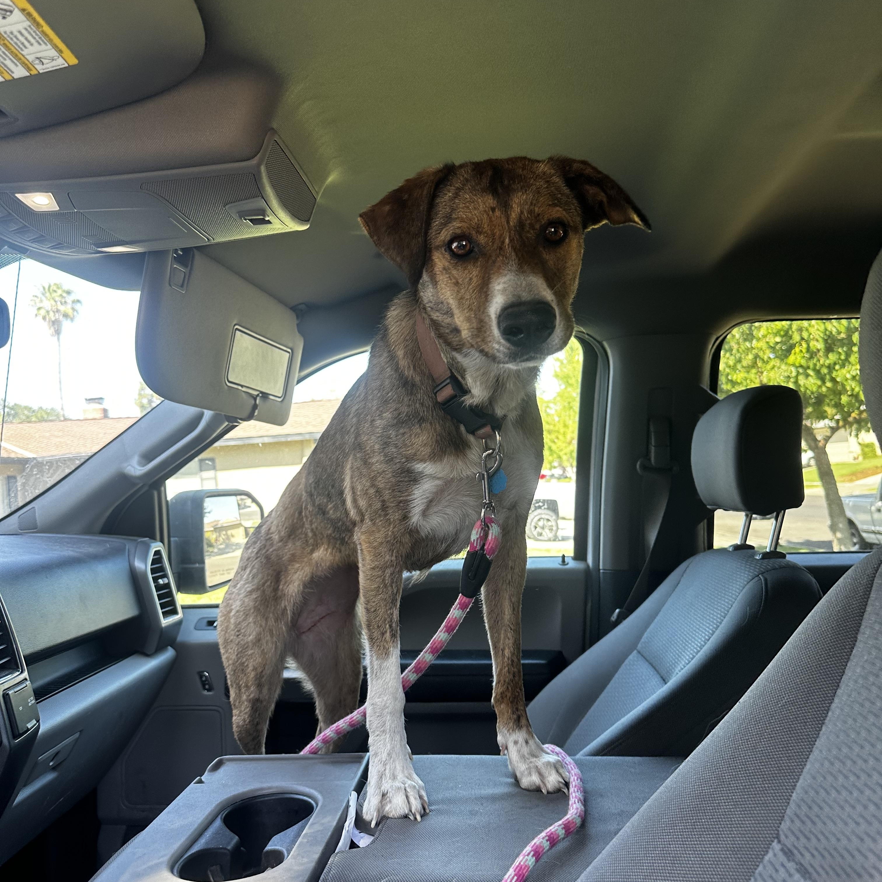 Scarlet, Adult Female Mountain Cur