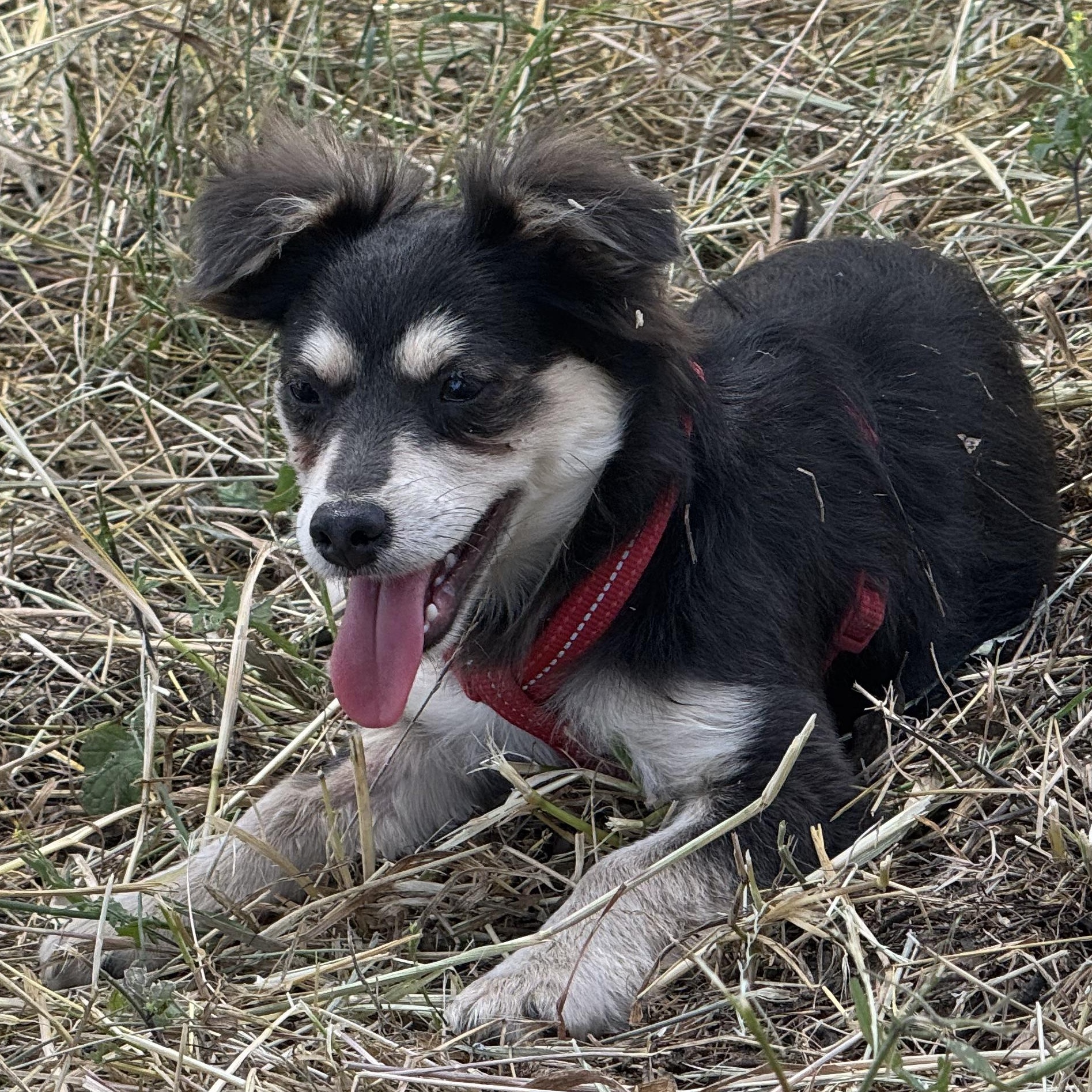 Enlarge Ms. Bubbly Lady, an adopted mixed breed in Vancouver, BC image 4/4