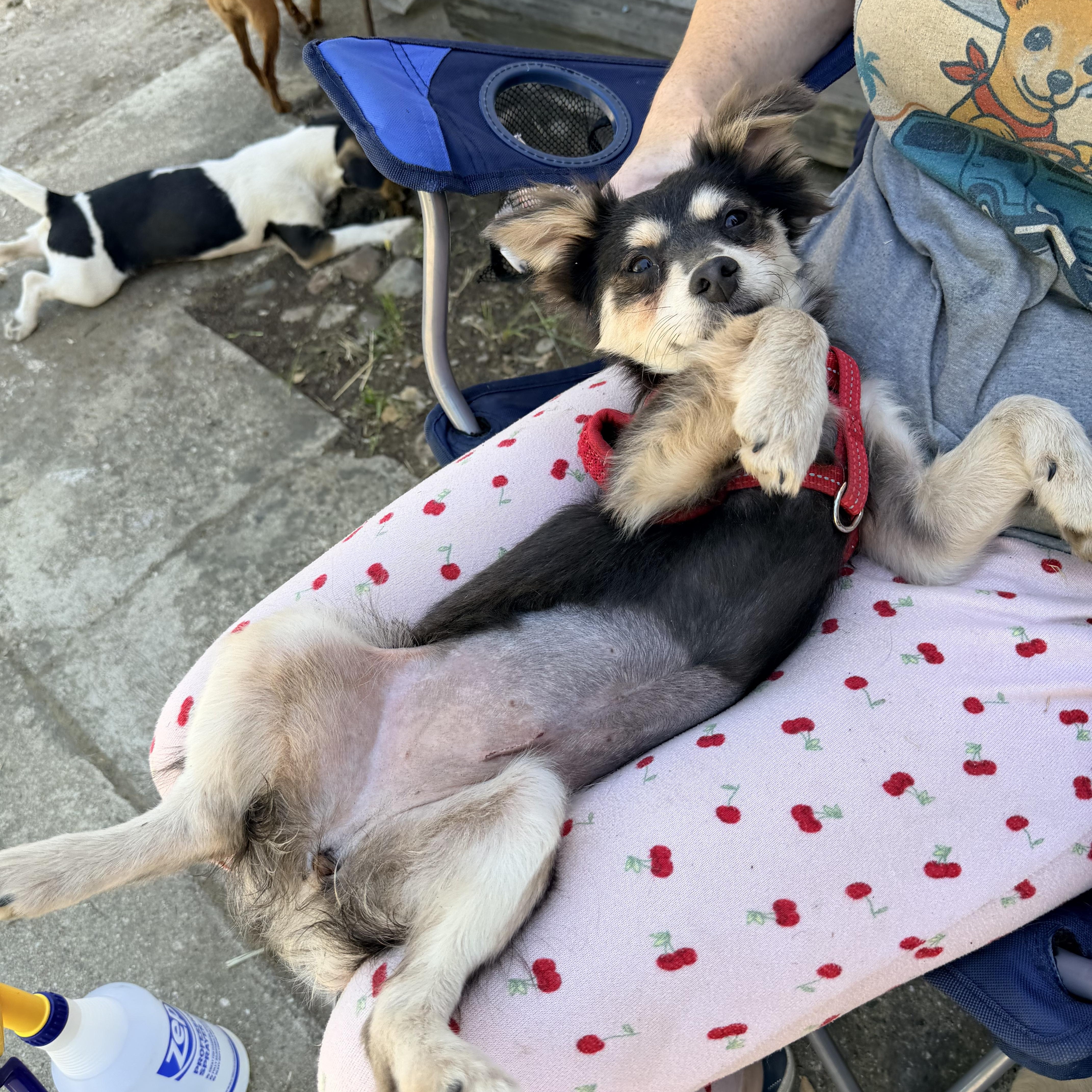 Enlarge Ms. Bubbly Lady, an adopted mixed breed in Vancouver, BC image 3/4