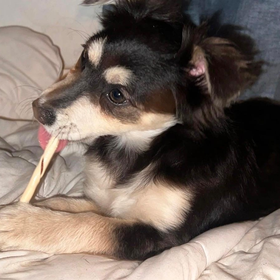 Enlarge Ms. Bubbly Lady, an adopted mixed breed in Vancouver, BC image 1/4