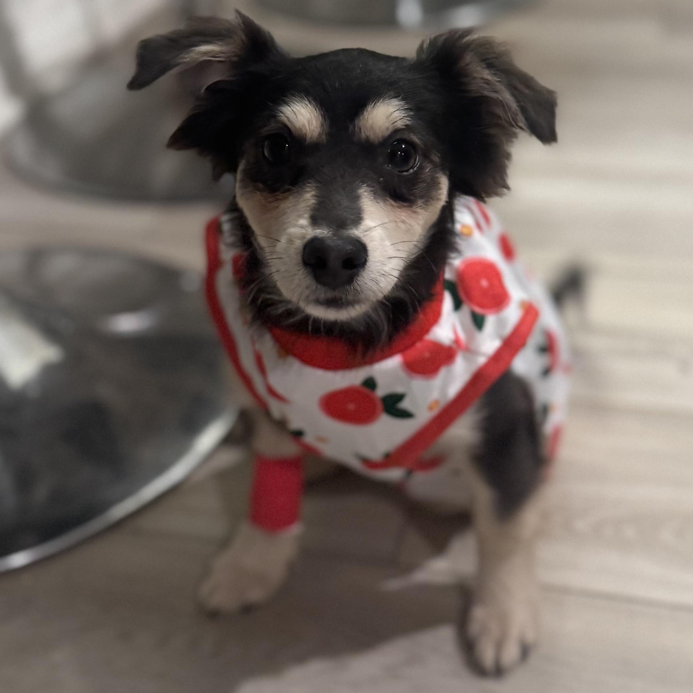 Enlarge Ms. Bubbly Lady, an adopted mixed breed in Vancouver, BC image 2/4