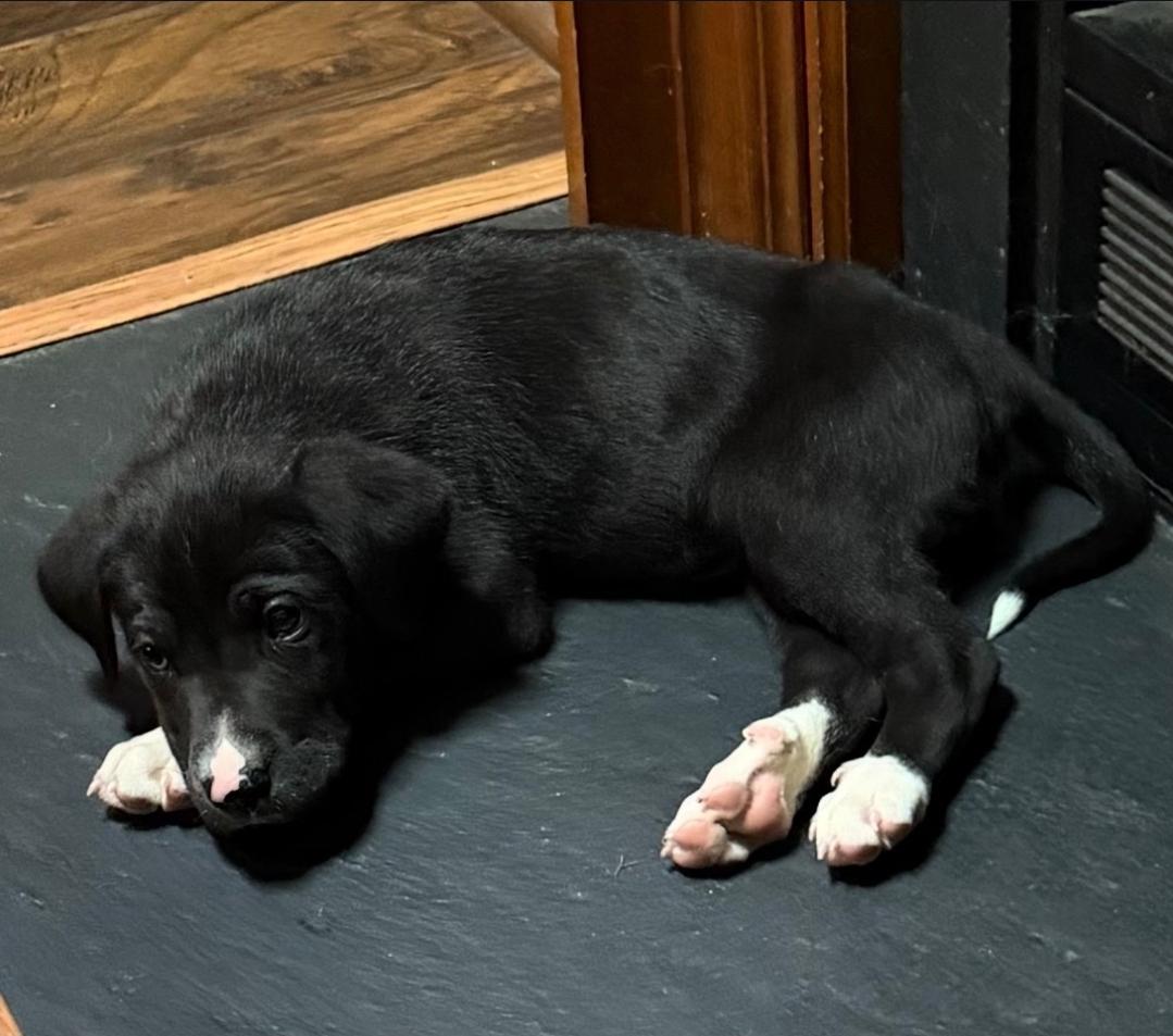 Tux, a ADOPTABLE mixed breed in Colonial Heights, VA image 3/4