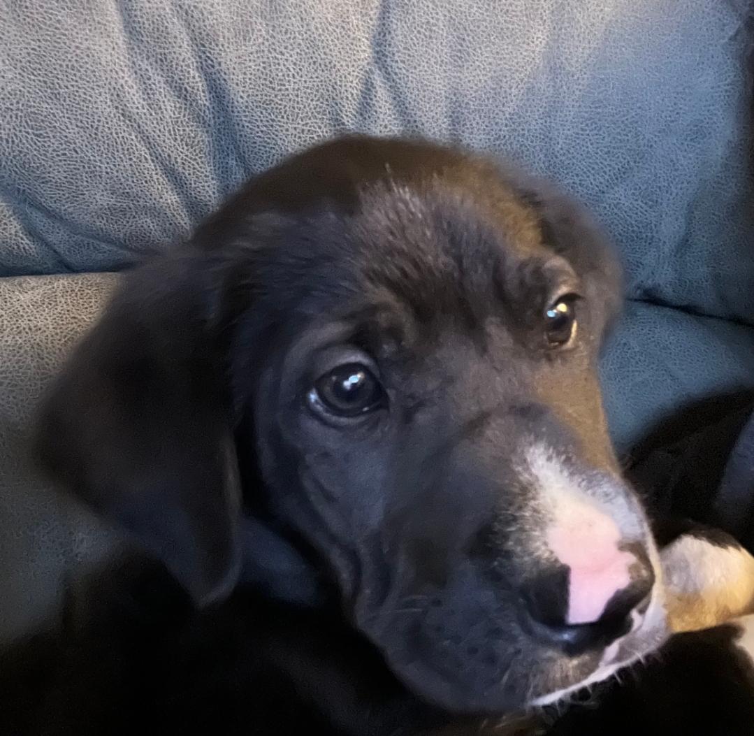Tux, ADOPTABLE, Puppy Male Labrador Retriever & Pit Bull Terrier.