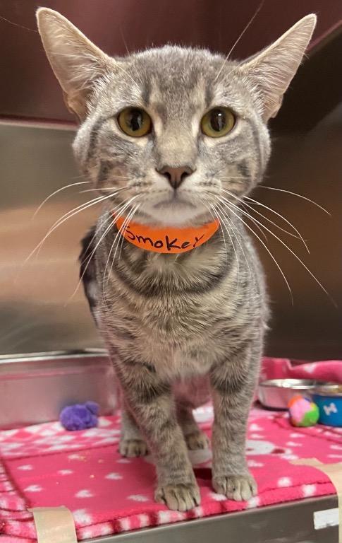 Enlarge Smokey, a Adoptable mixed breed in Logan, UT image 1/2