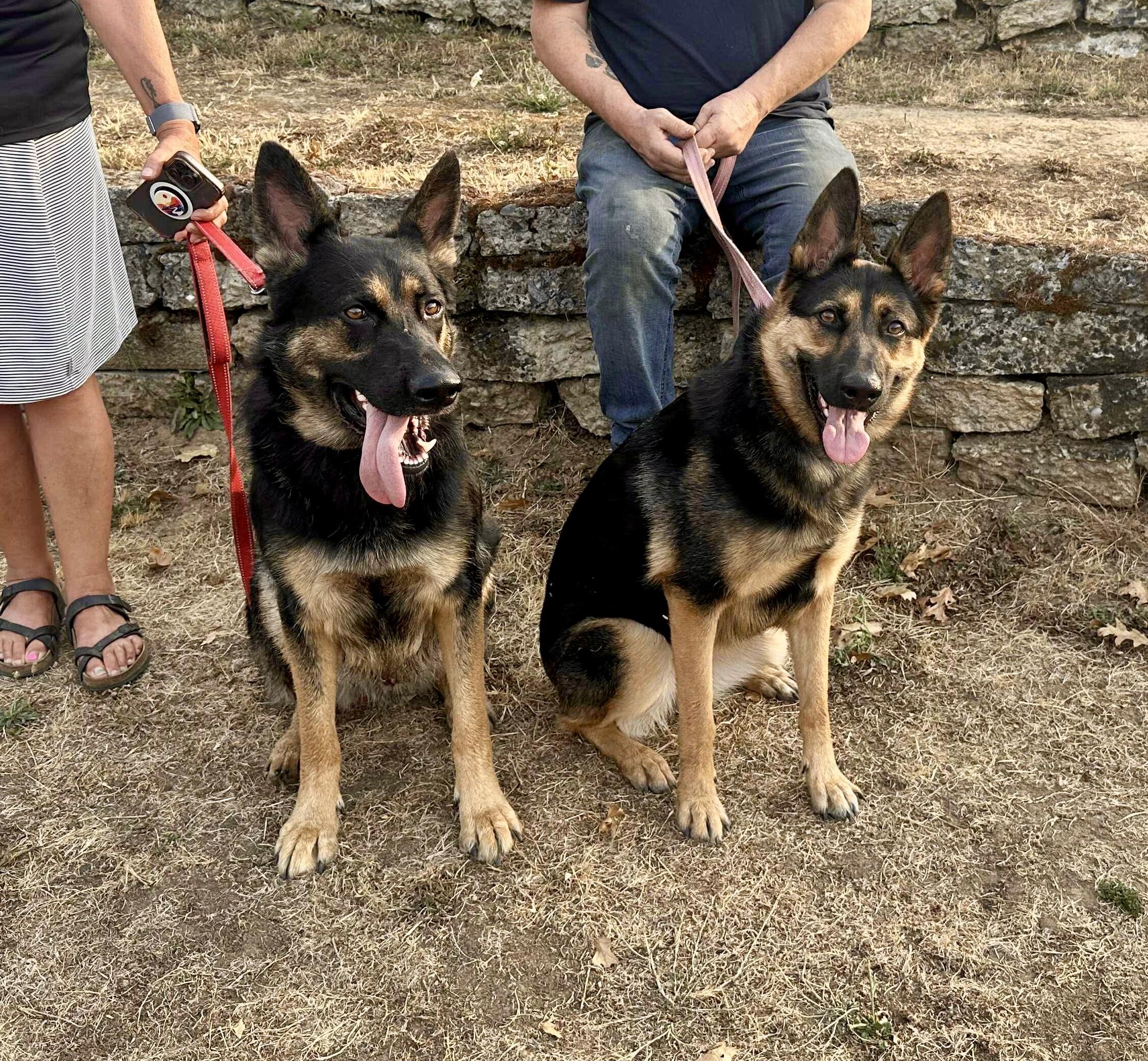Willow, a Adoptable German Shepherd Dog in Roseburg, OR image 3/6