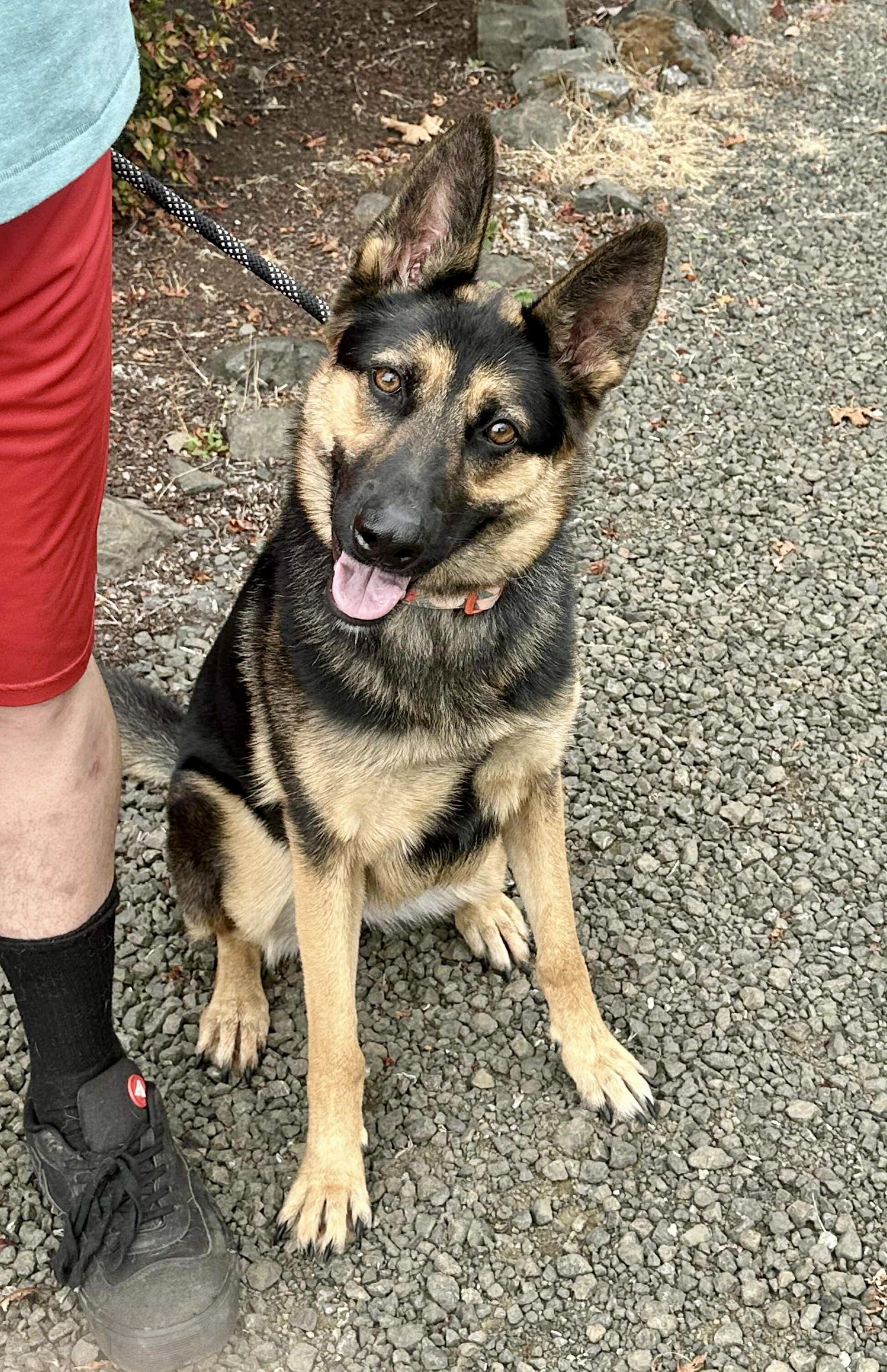 Willow, a Adoptable German Shepherd Dog in Roseburg, OR image 2/6