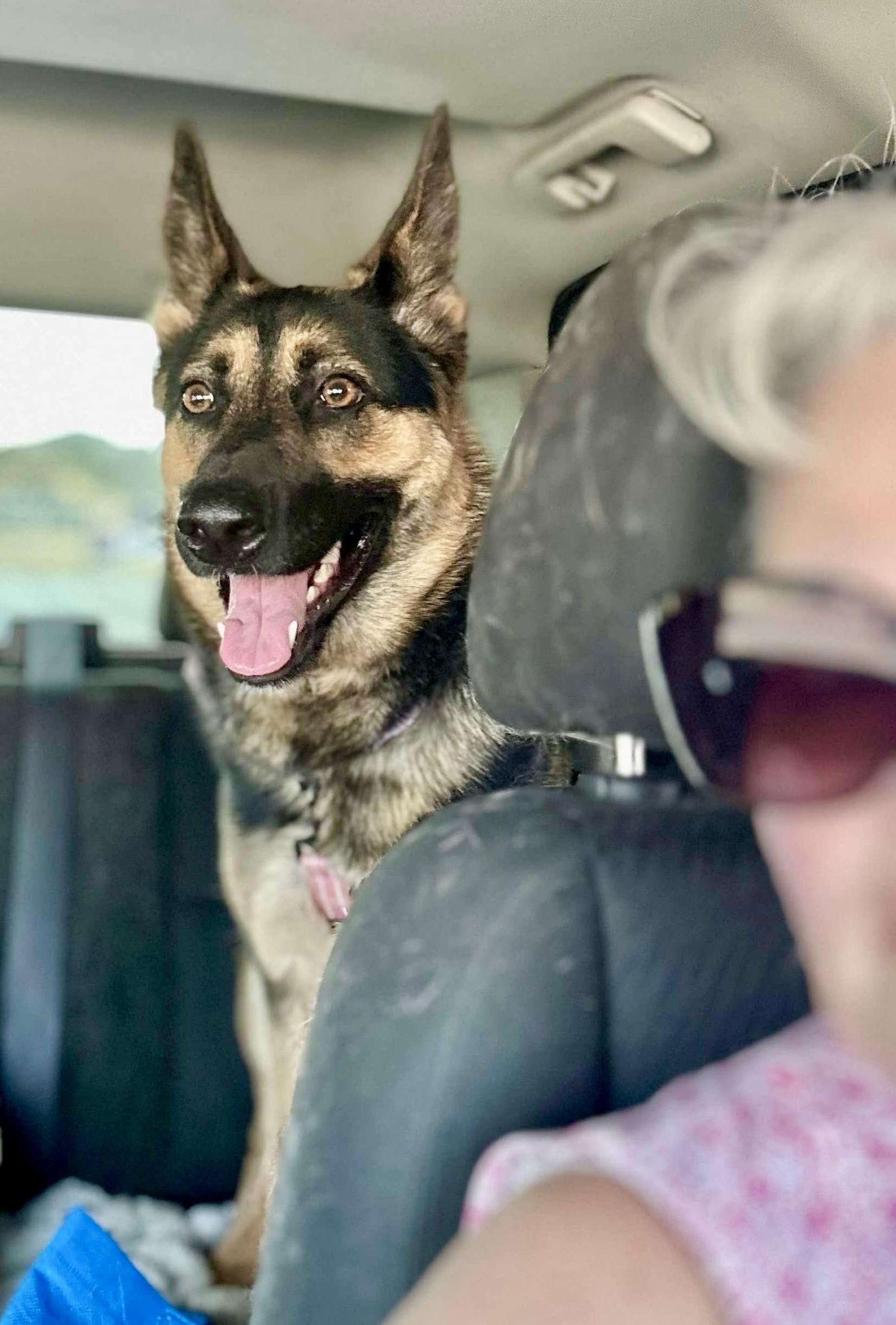 Willow, a Adoptable German Shepherd Dog in Roseburg, OR image 1/6