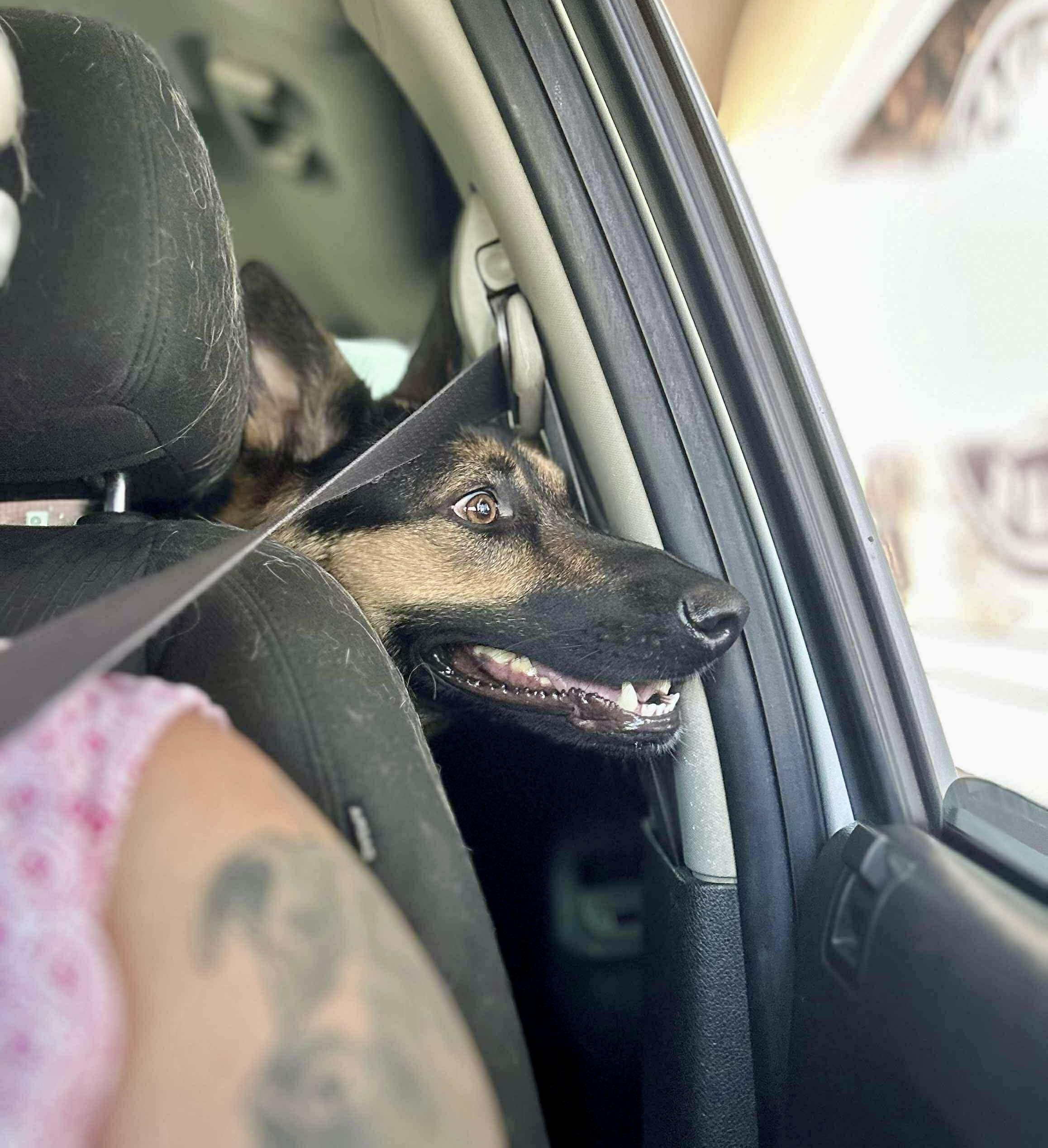 Willow, a Adoptable German Shepherd Dog in Roseburg, OR image 4/6