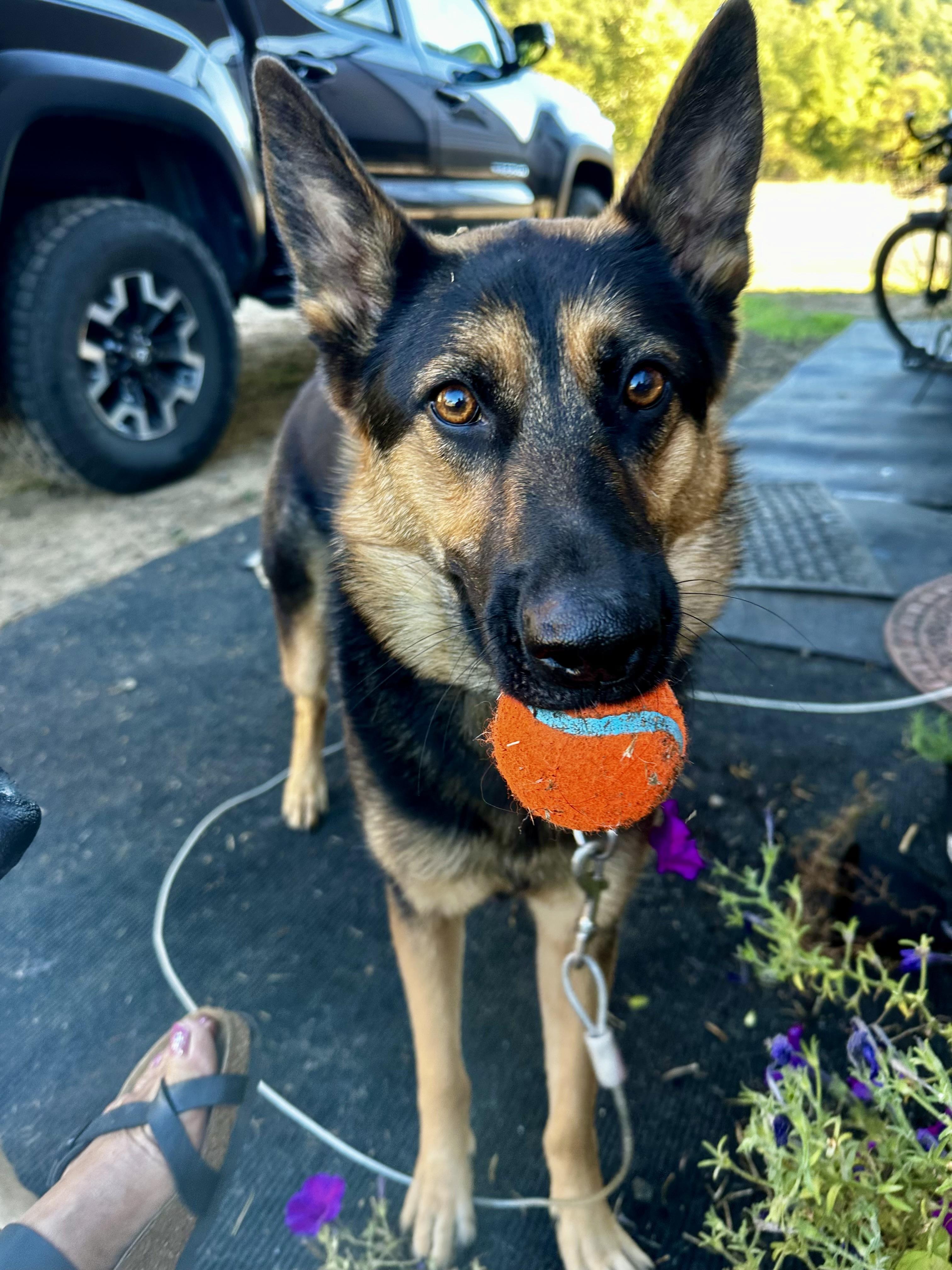 Willow, a Adoptable German Shepherd Dog in Roseburg, OR image 5/6