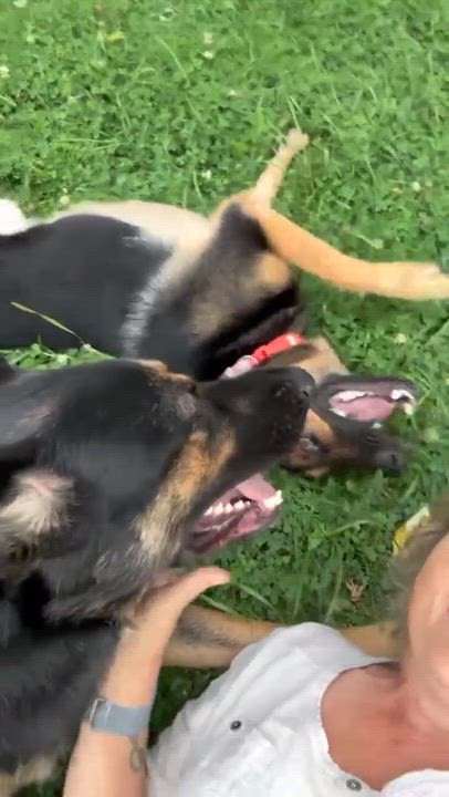 Enlarge Willow, a Adoptable German Shepherd Dog in Roseburg, OR video 6/6