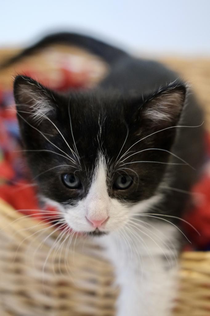 Kowalski D., a Adopted mixed breed in Saint Paul, MN image 1/3