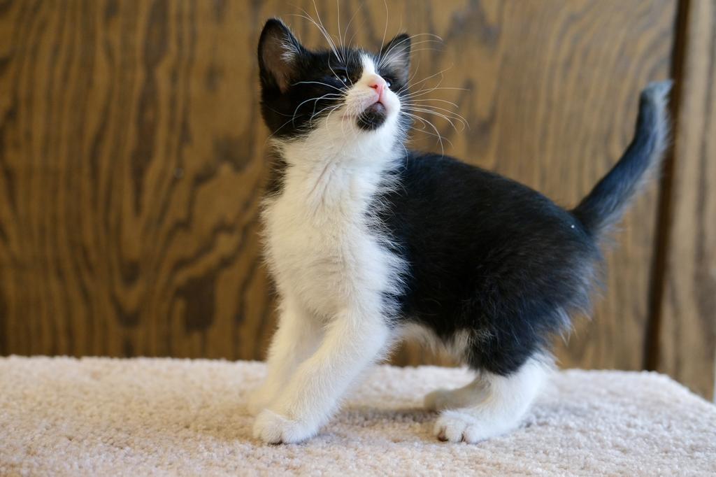 Kowalski D., a Adopted mixed breed in Saint Paul, MN image 2/3