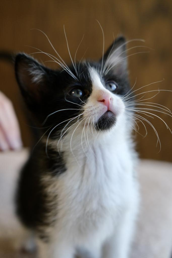 Kowalski D., a Adopted mixed breed in Saint Paul, MN image 3/3