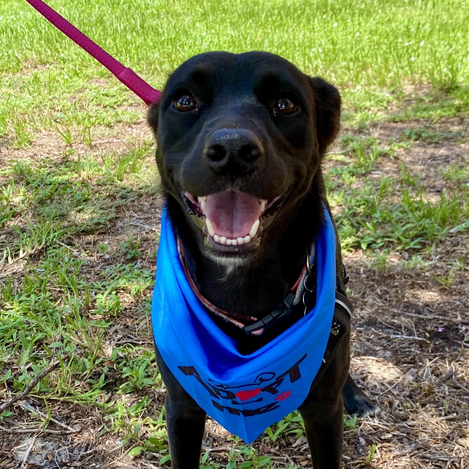 Enlarge MONICA- Needs a foster or adopter, a Adoptable mixed breed in Largo, FL image 6/6