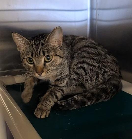 Pad Tye, Adopted, Young Female Domestic Short Hair.