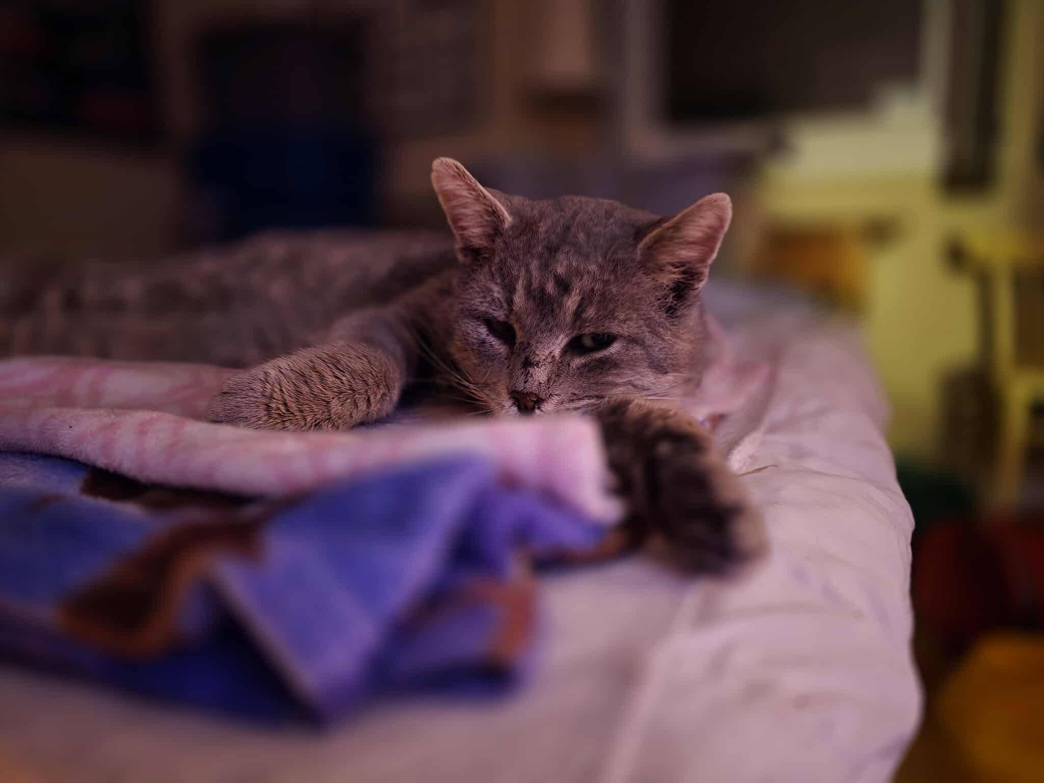 Enlarge Lionel, a ADOPTABLE Domestic Short Hair in London, ON image 4/4