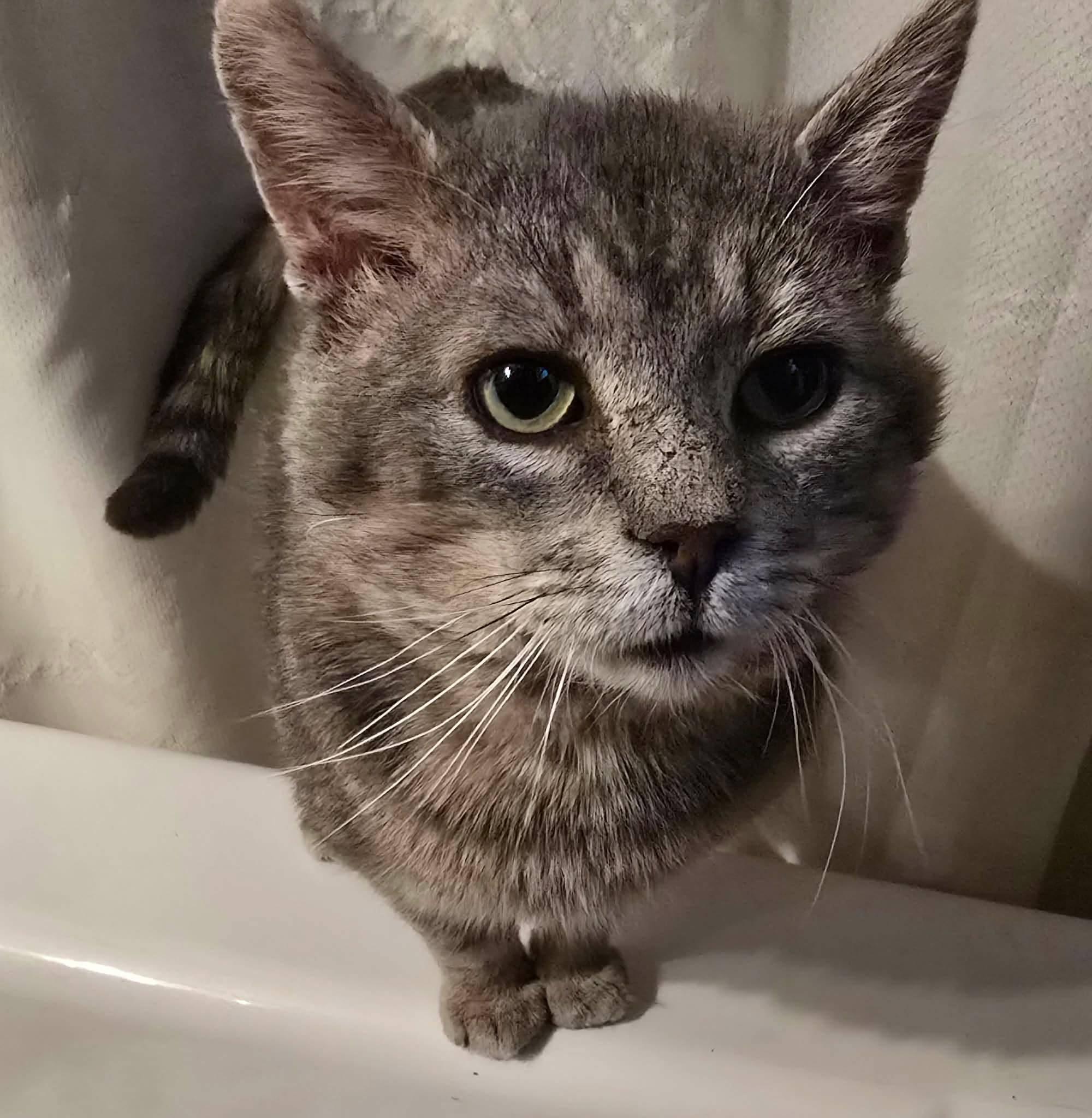 Enlarge Lionel, a ADOPTABLE Domestic Short Hair in London, ON image 1/4