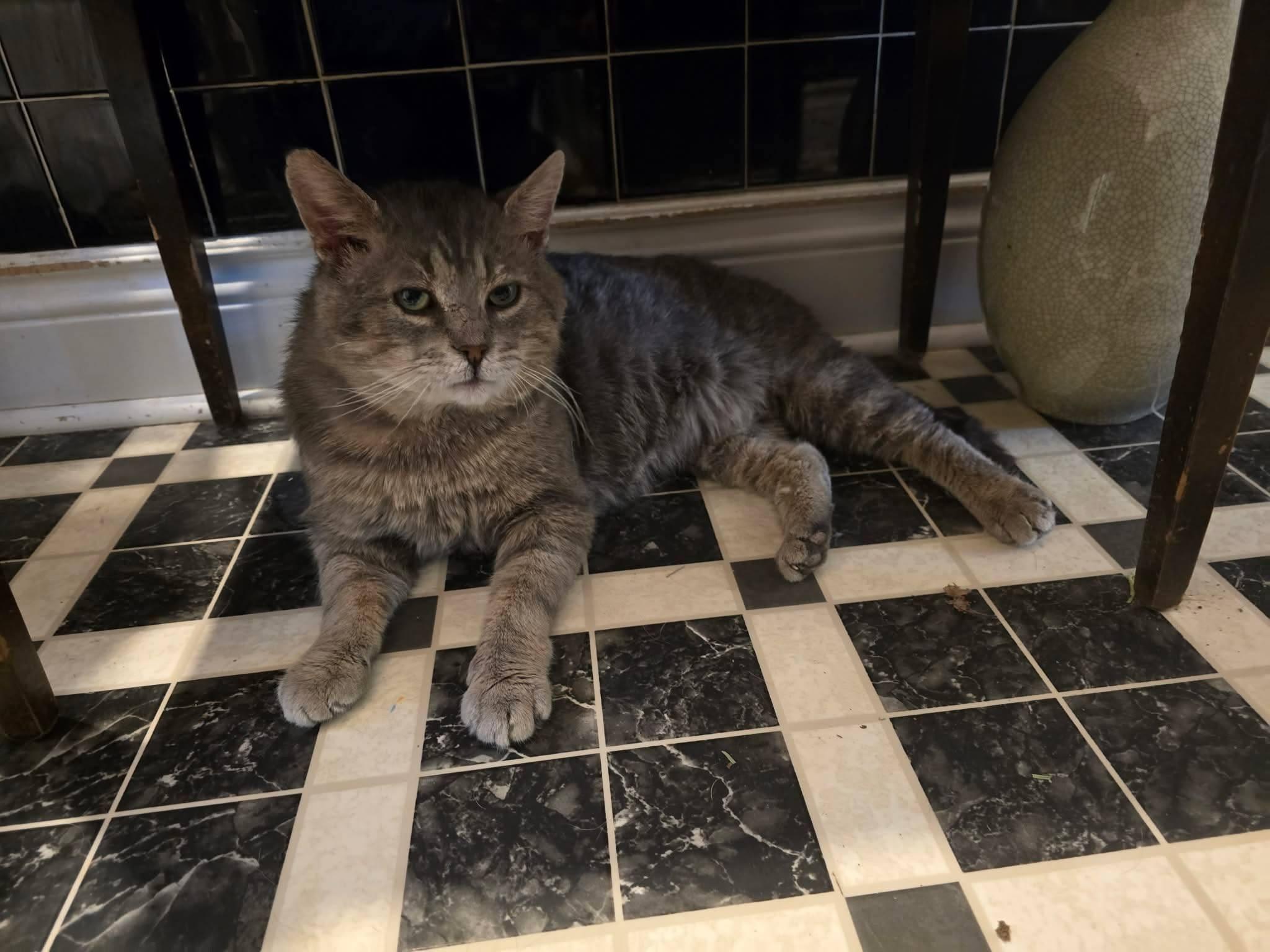 Enlarge Lionel, a ADOPTABLE Domestic Short Hair in London, ON image 3/4