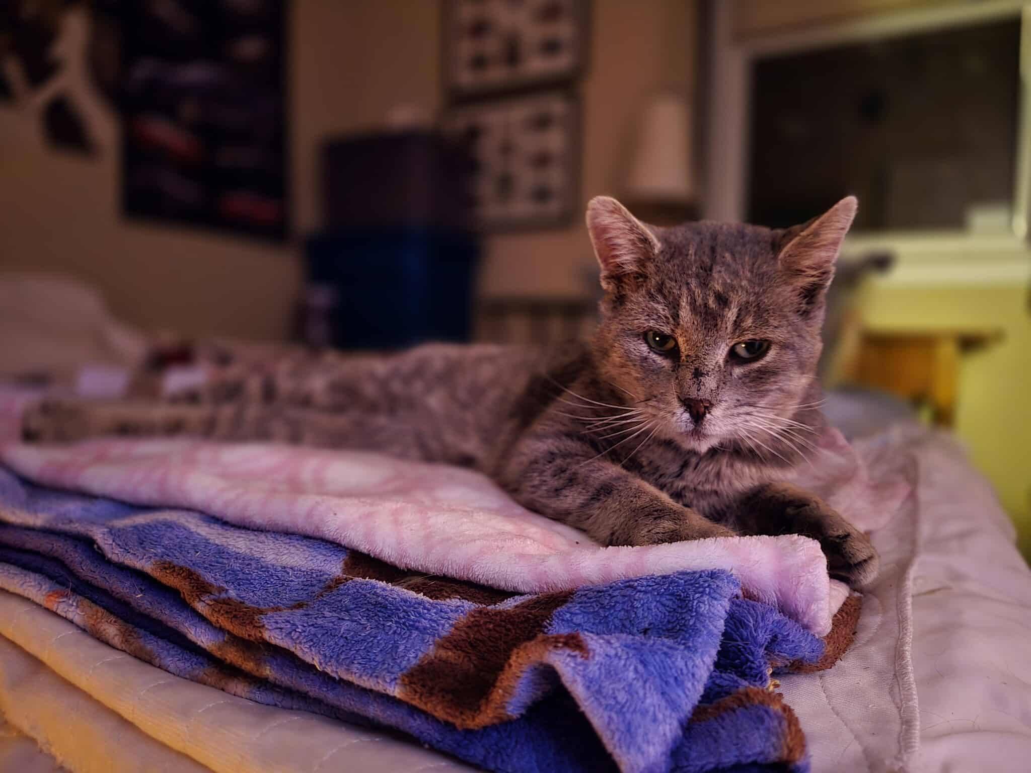 Enlarge Lionel, a ADOPTABLE Domestic Short Hair in London, ON image 2/4