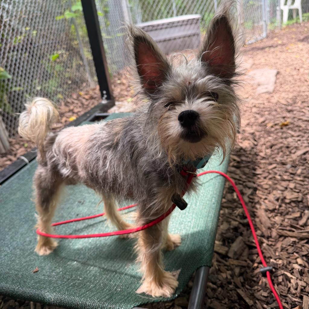 Enlarge Keith, a Adoptable Yorkshire Terrier in Ewing, NJ image 1/1