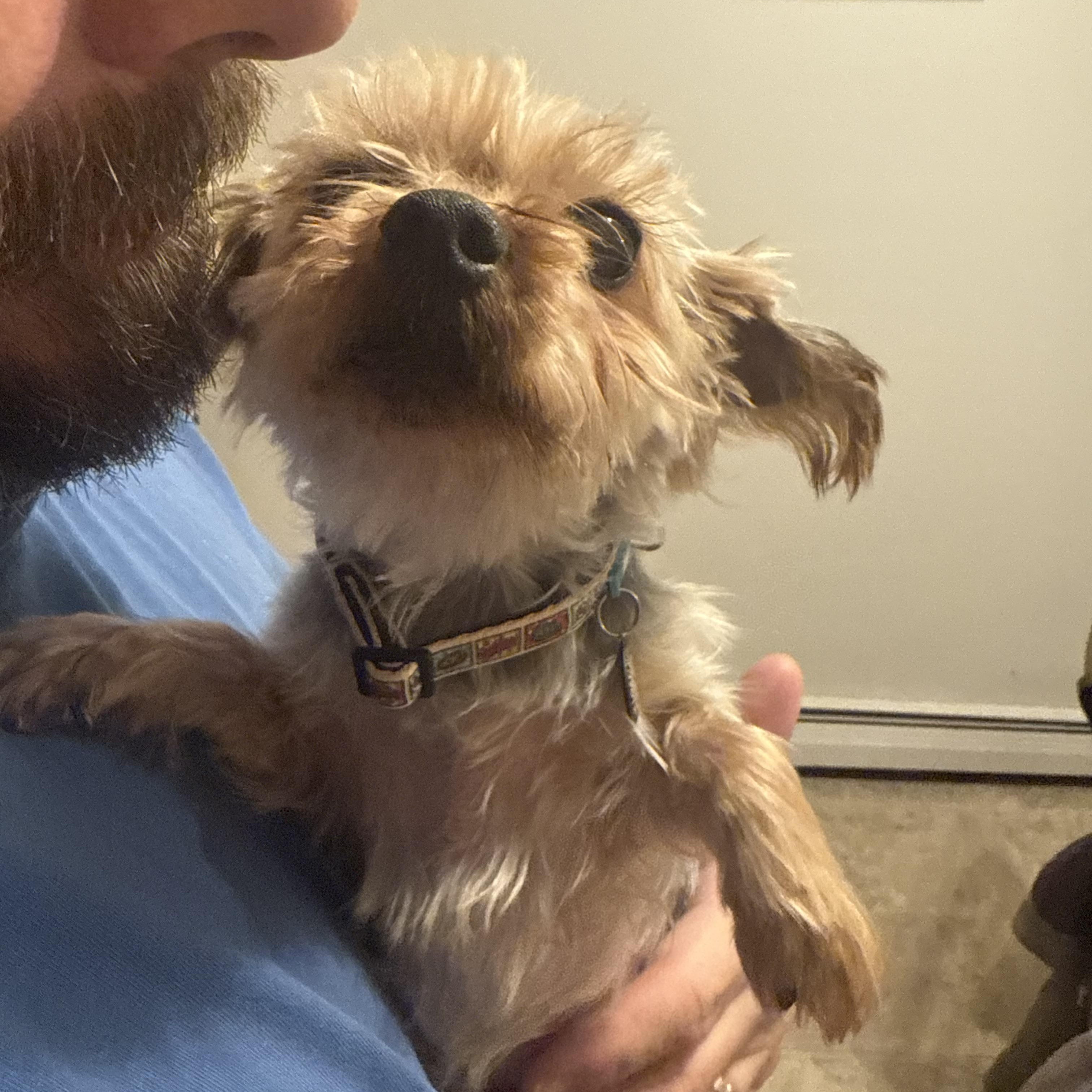 Enlarge Daffodil, a hold Yorkshire Terrier in North Collins, NY image 6/6