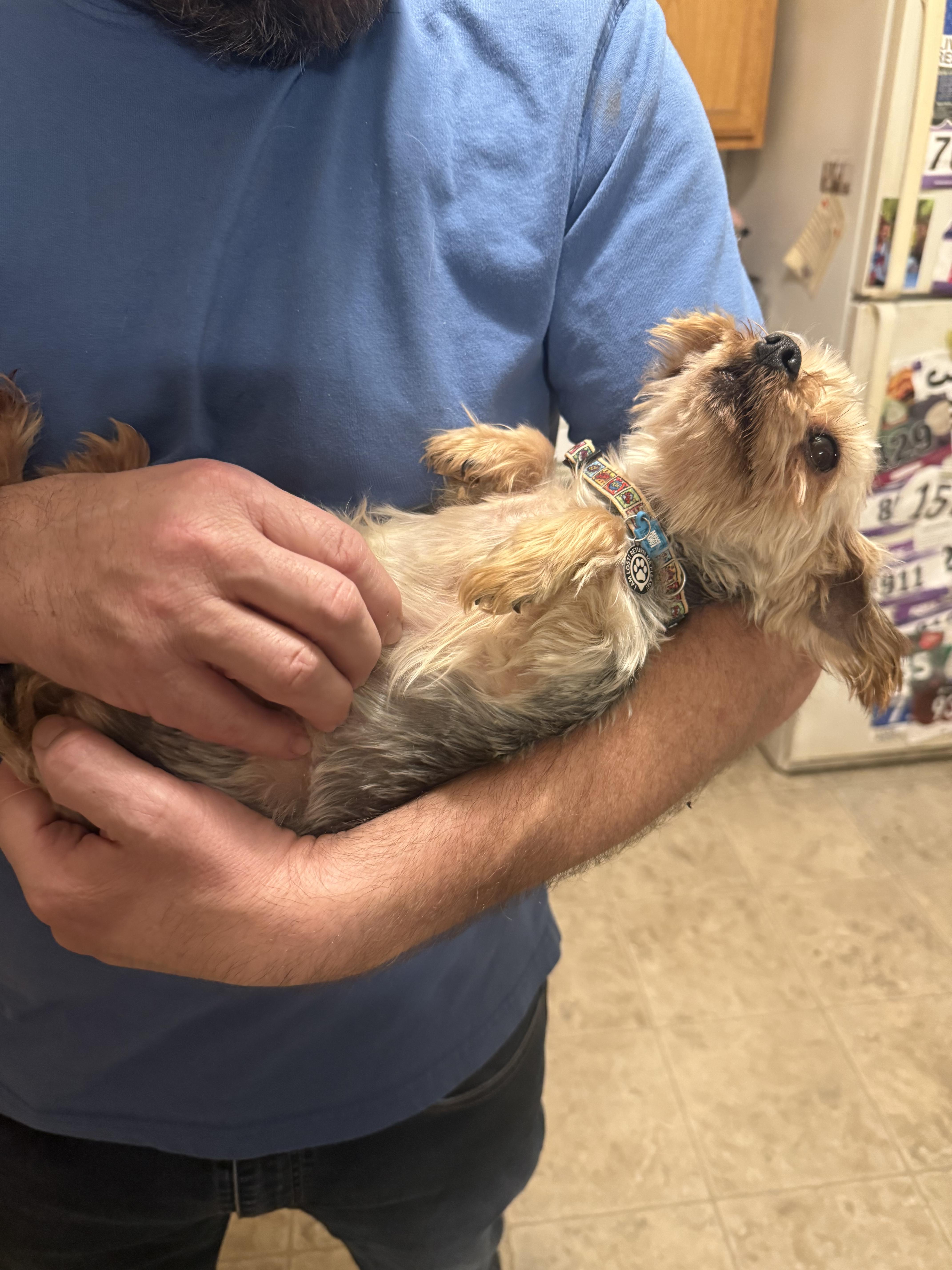 Enlarge Daffodil, a hold Yorkshire Terrier in North Collins, NY image 5/6