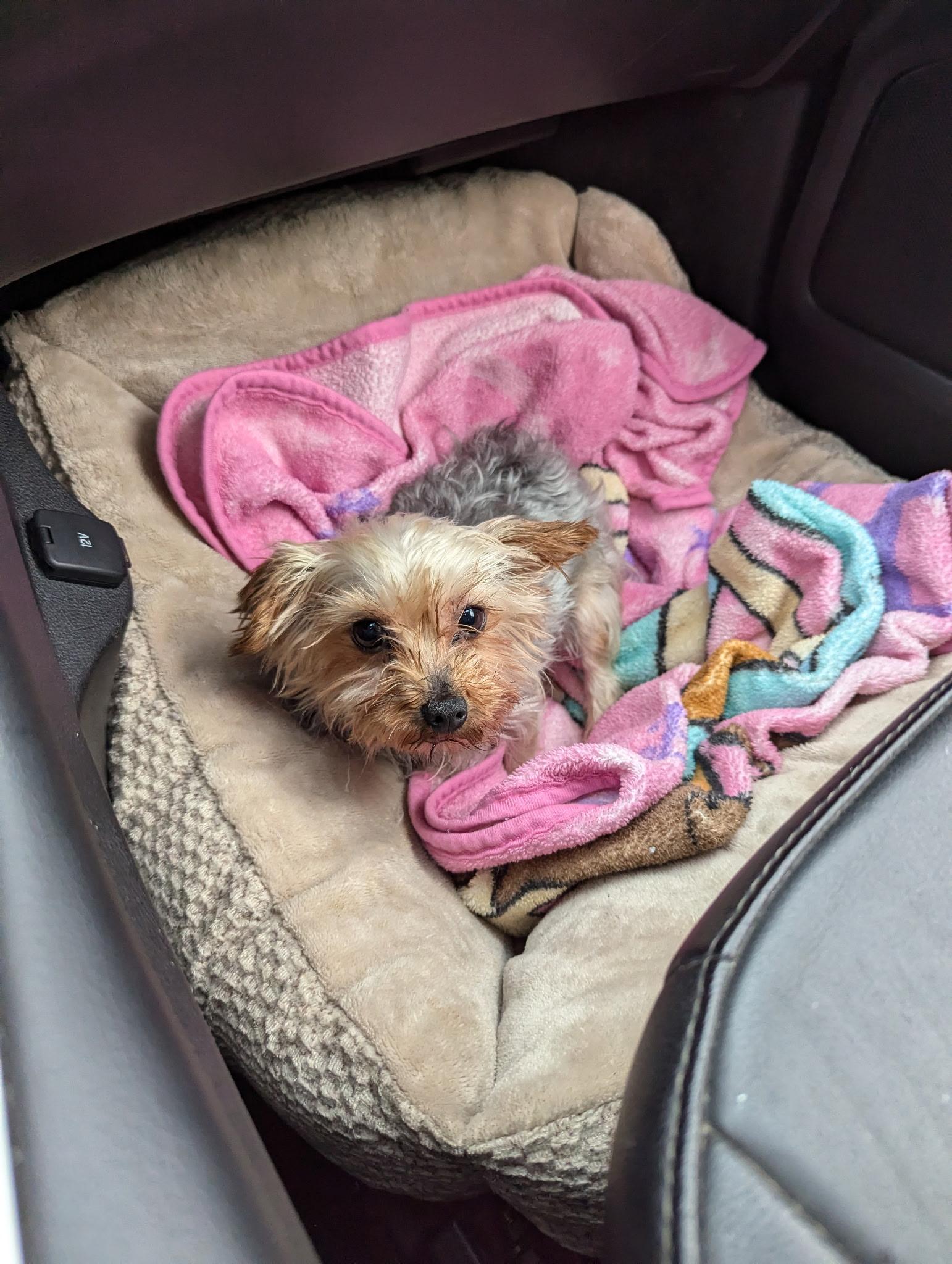 Enlarge Daffodil, a hold Yorkshire Terrier in North Collins, NY image 4/6