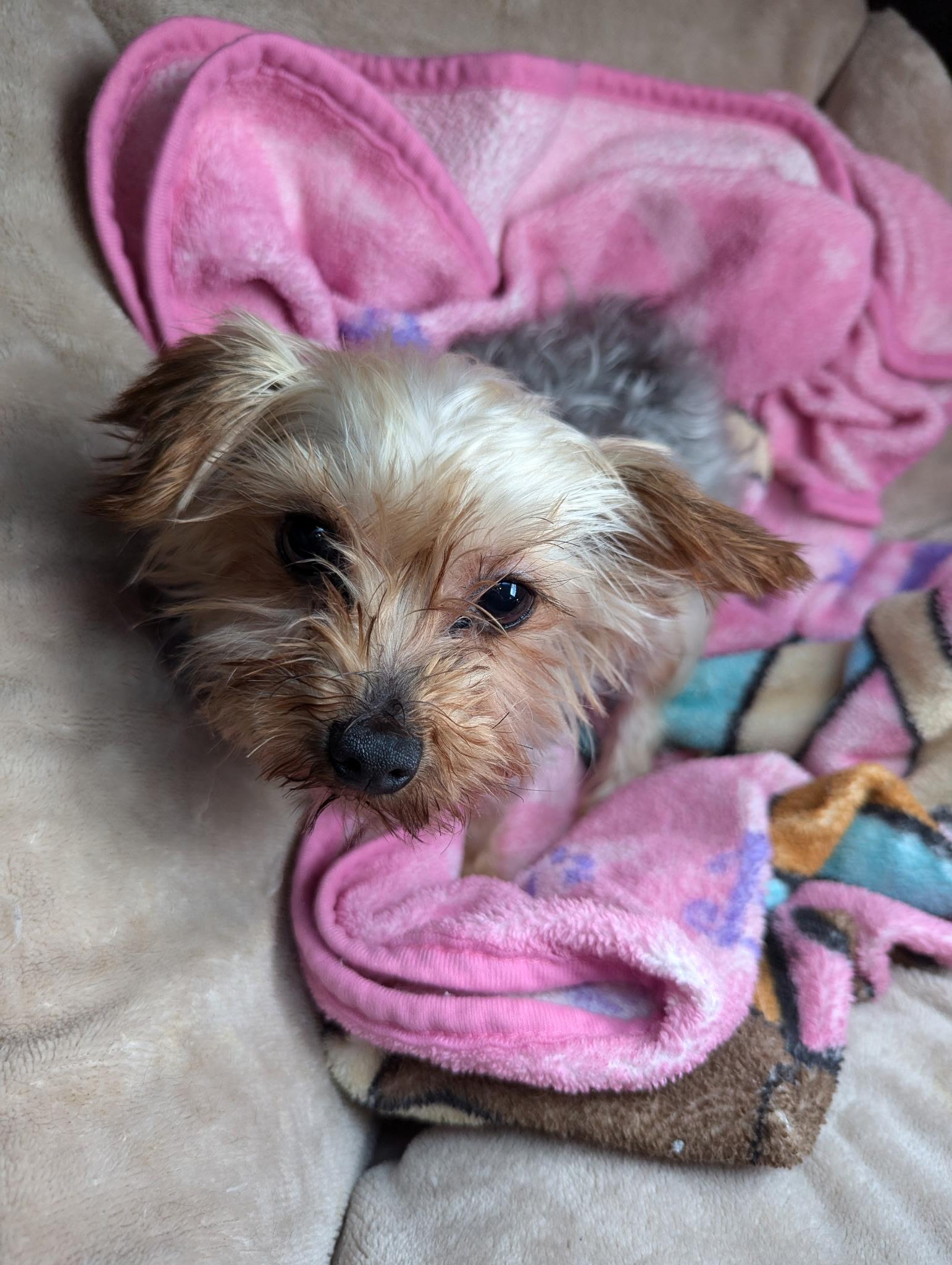 Enlarge Daffodil, a hold Yorkshire Terrier in North Collins, NY image 2/6