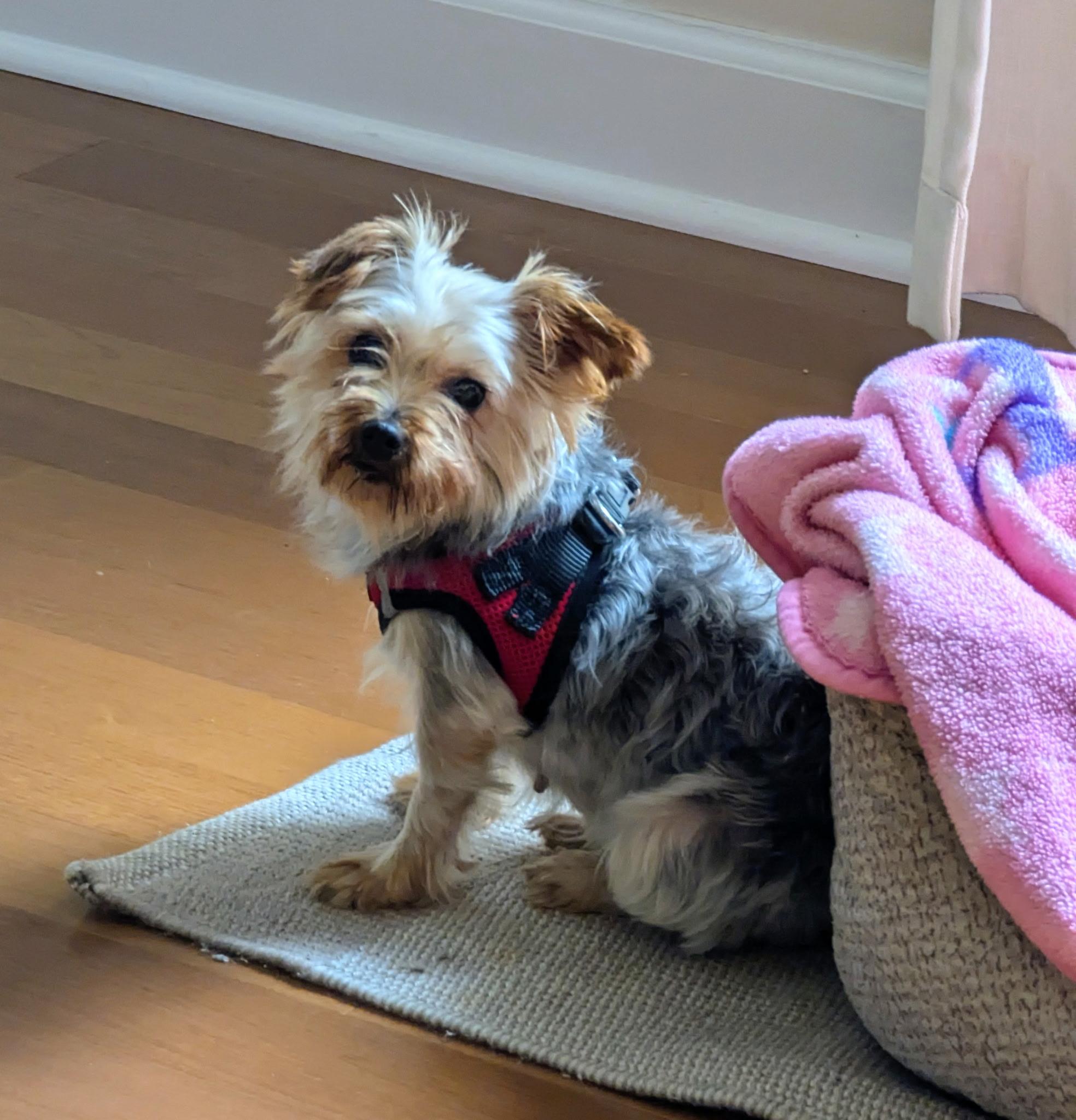 Enlarge Daffodil, a hold Yorkshire Terrier in North Collins, NY image 3/6